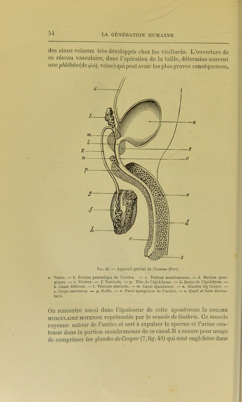 des sinus veineux très développés chez les vieillards. L’ouverture de ce réseau vasculaire, dans l’opération de la taille, détermine souvent une phlébite (de veine) qui peut avoir les plus graves conséquences. Fig. 42.— Appareil géailal do l'hommo (Fort). a. Vessie. — b. Portion prostatique de l’urètre. — c. Portion membraneuse. — d. Portion spon- gieuse. — e. Uretère. — /*. Testicule. — g. Tète de l’épididyme. — h. Queue de l’épididyme. — k. Canal déférent. — l. Vésicule séminale. — m. Canal éjaculatour. — n. Glandes de^ Cooper. — O. Corps caverneux. — p. Bulbe. — r. Paroi spongieuse do l’urèlro. — i. Gland et fosse navicu- laire. On rencontre aussi dans l’épaisseur de cette aponévrose la couche MUSCULAIRE MOYENNE représentée par le muscle de Gulhrie. Ce muscle rayonne autour de l’urètre et sert à expulser le sperme et l’urine con- tenus dans la portion membraneuse de ce canal.il a encore pour usage de comprimer les glandes de Cooper (7, fig. 40) qui sont englobées dans