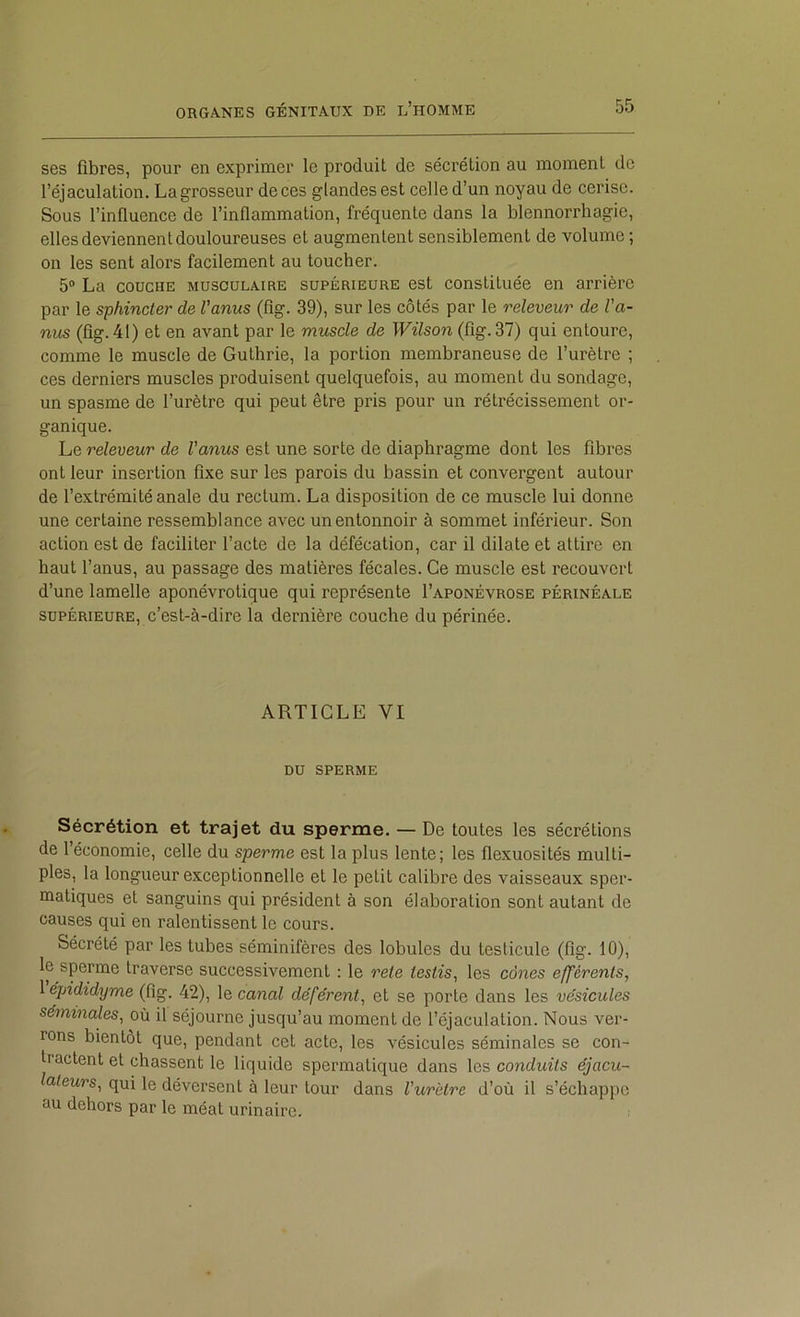 ses fibres, pour en exprimer le produit de sécrétion au moment de l’éjaculation. Lagrosseur deces glandes est celle d’un noyau de cerise. Sous l’influence de l’inflammation, fréquente dans la blennorrhagie, elles deviennent douloureuses et augmentent sensiblement de volume ; on les sent alors facilement au toucher. 5® La COUCHE MUSCULAIRE SUPÉRIEURE ost Constituée en arrière par le sphincter de Vanus (fig. 39), sur les côtés par le releveur de l'a- nus (fig. 41) et en avant par le muscle de Wilson (fig. 37) qui entoure, comme le muscle de Guthrie, la portion membraneuse de l’urètre ; ces derniers muscles produisent quelquefois, au moment du sondage, un spasme de l’urètre qui peut être pris pour un rétrécissement or- ganique. Le releveur de l'anus est une sorte de diaphragme dont les fibres ont leur insertion fixe sur les parois du bassin et convergent autour de l’extrémité anale du rectum. La disposition de ce muscle lui donne une certaine ressemblance avec un entonnoir à sommet inférieur. Son action est de faciliter l’acte de la défécation, car il dilate et attire en haut l’anus, au passage des matières fécales. Ce muscle est recouvert d’une lamelle aponévrotique qui représente I’aponévrose périnéale SUPÉRIEURE, c’est-à-dire la dernière couche du périnée. ARTICLE VI DU SPERME Sécrétion et trajet du sperme. — De toutes les sécrétions de l’économie, celle du sperme est la plus lente; les flexuosités multi- ples, la longueur exceptionnelle et le petit calibre des vaisseaux sper- matiques et sanguins qui président à son élaboration sont autant de causes qui en ralentissent le cours. Sécrété par les tubes séminifères des lobules du testicule (fig. 10), le sperme traverse successivement : le rete testis^ les cônes efférents, 1 épididyme (fig. 42), le canal déférent, et se porte dans les vésicules séminales, où il séjourne jusqu’au moment de l’éjaculation. Nous ver- rons bientôt que, pendant cet acte, les vésicules séminales se con- tractent et chassent le liquide spermatique dans les conduits éjacu- laleurs, qui le déversent à leur tour dans l'urètre d’où il s’échappe au dehors par le méat urinaire.