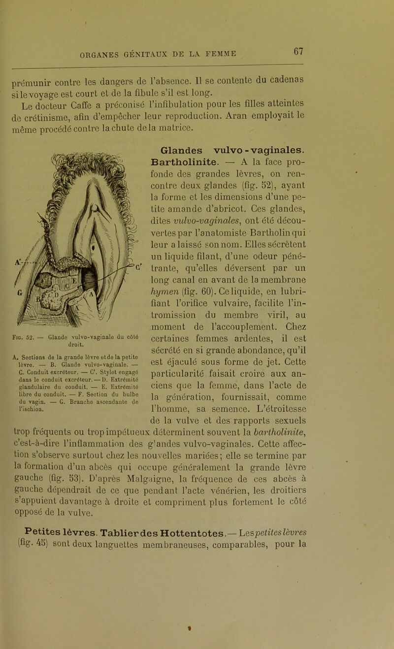 prémunir contre les dangers de l’absence. Il se contente du cadenas silevoyage est court et de la fibule s’il est long. Le docteur Gaffe a préconisé l’infibulation pour les filles atteintes de crétinisme, afin d’empêcher leur reproduction. Aran employait le même procédé contre la chute delà matrice. Glandes vulvo-vaginales. Bartholinite. — A la face pro- fonde des grandes lèvres, on ren- contre deux glandes (fîg. 52), ayant la forme et les dimensions d’une pe- tite amande d’abricot. Ces glandes, dites viilvo-vaginales, ont été décou- vertes par l’anatomiste Bartholinqui leur a laissé son nom. Elles sécrètent un liquide filant, d’une odeur péné- trante, qu’elles déversent par un long canal en avant de la membrane hymen (fig. 60). Ce liquide, en lubri- fiant l’orifice vulvaire, facilite l’in- tromission du membre viril, au moment de l’accouplement. Chez certaines femmes ardentes, il est sécrété en si grande abondance, qu’il est éjaculé sous forme de jet. Cette particularité faisait croire aux an- ciens que la femme, dans l’acte de la génération, fournissait, comme l’homme, sa semence. L’étroitesse de la vulve et des rapports sexuels trop fréquents ou trop impétueux déterminent souvent la bartholinite, c’est-à-dire l’inflammation des g'andes vulvo-vaginales. Cette affec- tion s’observe surtout chez les nouvelles mariées; elle se termine par la formation d’un abcès qui occupe généralement la grande lèvre gauche (fig. 53). D’après Malgaigne, la fréquence de ces abcès à gauche dépendrait de ce que pendant l’acte vénérien, les droitiers s’appuient davantage à, droite et compriment plus fortement le côte opposé de la vulve. Petites lèvres. Tablier des Hottentotes.— Lespetües lèvres (fig. 45) sont deux languettes membraneuses, comparables, pour la Fig. 52. — Glande vulvo-vaginale du c6té droit. A, Sections de la grande lèvre etde la petite lèvre. — B. Glande vulvo-vaginale. — G. Conduit exeréleur. — G’. Stylet engagé dans le conduit excréteur. — 1). Extrémité glandulaire du conduit. — E. Extrémité libre du conduit. — F. Section du bulbe du vagin. — G. Branche ascendante do l’ischion. t