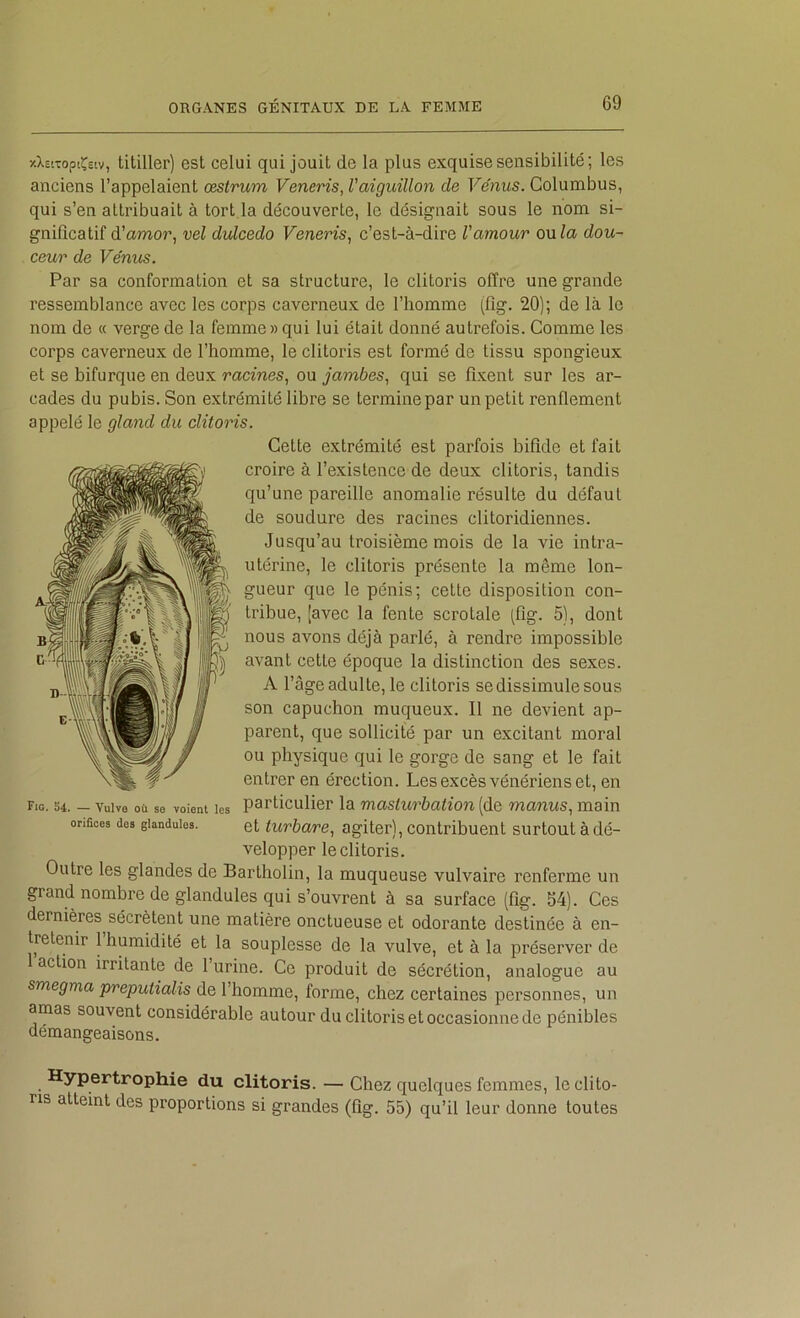 xXEtToptÇecv, titiller) est celui qui jouit de la plus exquise sensibilité; les anciens l’appelaient œstrum Veneris, l'aiguillon de Vénus. Golumbus, qui s’en attribuait à tort la découverte, le désignait sous le nom si- gnificatif d’amor, vel dulcedo Veneris, c’est-à-dire l'amour onia dou- ceur de Vénus. Par sa conformation et sa structure, le clitoris offre une grande ressemblance avec les corps caverneux de l’homme (fig. 20); de là le nom de « verge de la femme » qui lui était donné autrefois. Comme les corps caverneux de l’homme, le clitoris est formé de tissu spongieux et se bifurque en deux racines, ou jambes, qui se fixent sur les ar- cades du pubis. Son extrémité libre se termine par un petit renflement appelé le gland du clitoris. Cette extrémité est parfois bifide et fait croire à l’existence de deux clitoris, tandis qu’une pareille anomalie résulte du défaut de soudure des racines clitoridiennes. Jusqu’au troisième mois de la vie intra- utérine, le clitoris présente la même lon- gueur que le pénis; cette disposition con- tribue, [avec la fente scrotale (fig. 5), dont nous avons déjà parlé, à rendre impossible avant cette époque la distinction des sexes. A l’âge adulte, le clitoris se dissimule sous son capuchon muqueux. Il ne devient ap- parent, que sollicité par un excitant moral ou physique qui le gorge de sang et le fait entrer en érection. Les excès vénériens et, en particulier la masturbation (de manus, main et turbare, agiter), contribuent surtout à dé- velopper le clitoris. Outre les glandes de Bartholin, la muqueuse vulvaire renferme un grand nombre de glandules qui s’ouvrent à sa surface (fig. 54). Ces dernières sécrètent une matière onctueuse et odorante destinée à en- tretenir 1 humidité et la souplesse de la vulve, et à la préserver de 1 action irritante de 1 urine. Ce produit de sécrétion, analogue au smegma preputialis de l’homme, forme, chez certaines personnes, un amas souvent considérable autour du clitoris et occasionne de pénibles démangeaisons. Hypertrophie du clitoris. — Chez quelques femmes, le clito- ris atteint des proportions si grandes (fig. 55) qu’il leur donne toutes Fig. 54. — Vulve où se voient les orifices des glandules.