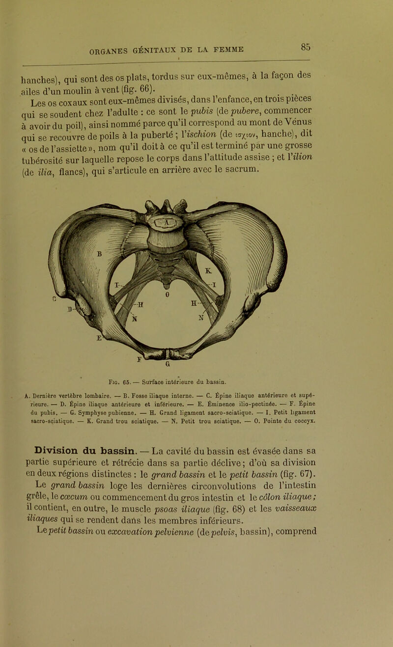 hanches), qui sont des os plats, tordus sur eux-mêmes, à la façon des ailes d’un moulin à vent (fîg. 66). Les os coxaux sont eux-mêmes divisés, dans l’enfance, en trois pièces qui se soudent chez l’adulte : ce sont le pubis [à&pubere, commencer à avoir du poil), ainsi nommé parce qu’il correspond au mont de Vénus qui se recouvre de poils à la puberté ; l'ischion (de iox,tov, hanche), dit « os de l’assiette », nom qu’il doit à ce qu’il est terminé par une grosse tubérosité sur laquelle repose le corps dans l’attitude assise ; et Vilion (de ilia, flancs), qui s’articule en arrière avec le sacrum. Fio. 65. — Surface intérieure du bassin. A. Dernière vertèbre lombaire. — B. Fosse iliaque interne. — C. Épine iliaque antérieure et supé- rieure. — D. Épine iliaque antérieure et inférieure. — E. Éminence ilio-pectinée. — F. Épine du pubis. — G. Symphyse pubienne. — H. Grand ligament sacro-sciatique. — I. Petit ligament sacro-sciatique. — K. Grand trou sciatique. — N. Petit trou sciatique. — 0. Pointe du coccyx. Division du bassin. — La cavité du bassin est évasée dans sa partie supérieure et rétrécie dans sa partie déclive ; d’où sa division en deux régions distinctes : le grand bassin et le petit bassin (fîg. 67). Le grand bassin loge les dernières circonvolutions de l’intestin grêle, le cæcum ou commencement du gros intestin et le côlon iliaque ; il contient, en outre, le muscle psoas iliaque (fig. 68) et les vaisseaux iliaques qui se rendent dans les membres inférieurs. l-'Q petit bassin ou excavation pelvienne [depelvis, bassin), comprend