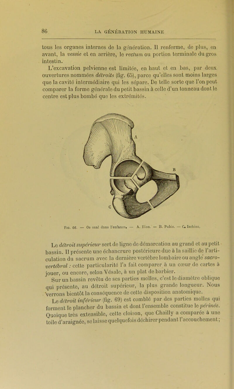 tous les organes internes de la génération. Il renferme, de plus, en avant, la vessie et en arrière, le rectum ou portion terminale du gros intestin. L’excavation pelvienne est limitée, en haut et en bas, par deux ouvertures nommées détroits (fig. 65), parce qu’elles sont moins larges que la cavité intermédiaire qui les sépare. De telle sorte que l’on peut comparer la forme générale du petit bassin à celle d’un tonneau dont le centre est plus bombé que les extrémités. Fig. 06. — Os oxal dans l’enfancc. — A. Ilion. — B. Pubis. — C« Ischion. Le détroit supérieur sert de ligne de démarcation au grand et au petit bassin. Il présente une échancrure postérieure due à la saillie de l’arti- culation du sacrum avec la dernière vertèbre lombaire ou angle sac/’o- vertébral : cette particularité l’a fait comparer à un cœur de cartes à jouer, ou encore, selon Vésale, a un plat de barbier. Sur un bassin revêtu de ses parties molles, c’est le diamètre oblique qui présente, au détroit supérieur, la plus grande longueur. Nous verrons bientôt la conséquence de cette disposition anatomique. Le détroit inférieur (fig. 69) est comblé par des parties molles (lui forment le plancher du bassin et dont l’ensemble constitue périnée. Quoique très extensible, cette cloison, que Chailly a comparée à une toile d’araignée, se laisse quelquefois déchirer pendant l’accouchement ;