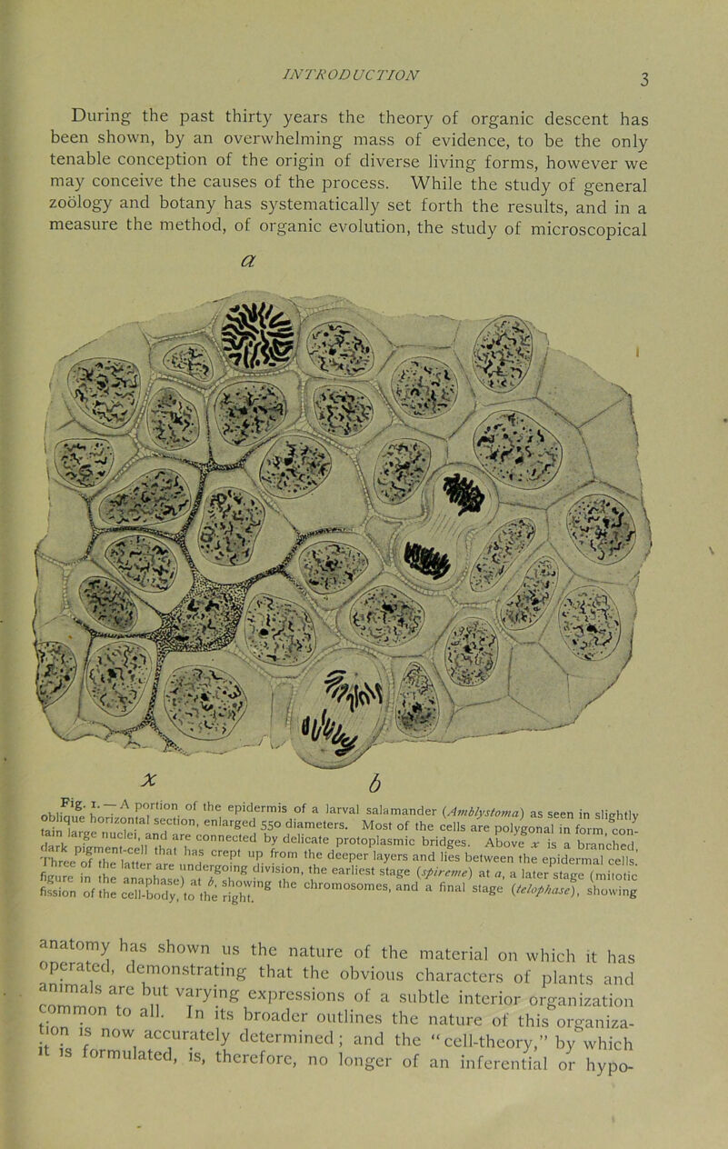 During the past thirty years the theory of organic descent has been shown, by an overwhelming mass of evidence, to be the only tenable conception of the origin of diverse living forms, however we may conceive the causes of the process. While the study of general zoology and botany has systematically set forth the results, and in a measure the method, of organic evolution, the study of microscopical a nw,v'g' ^~A P<lrlion of ,he ePidermis of a larval salamander (.Amblvstoma) as seen in sli^htlv Str,p0nT TIOn' enlarg6d 5S° diameterS’ Most of the cel1* ^re polygonal m form tn^ dark DiVment ep'lMh COnnected hy delicate protoplasmic bridges. Above a: is a branched, Threeof th, I & 13f Crept llp fr°m the deePer layers and lies between the epidermal cells’ figure ,°n J alXTaflT® earHeSt S'age <«*™> “* a later,age (mi oS fifsion of Se eeTXodSy! «o £ ' Chr°m°SOmeS' and a fi-l stage {tel0pkasl showing anatomy has shown us the nature of the material on which it has operated, demonstrating that the obvious characters of plants and comm S T0 n^ expressions of a subtle interior organization mmon to all. In its broader outlines the nature of this organiza- on is now accurately determined; and the “cell-theory,” by which is formulated, is, therefore, no longer of an inferential or hypo-