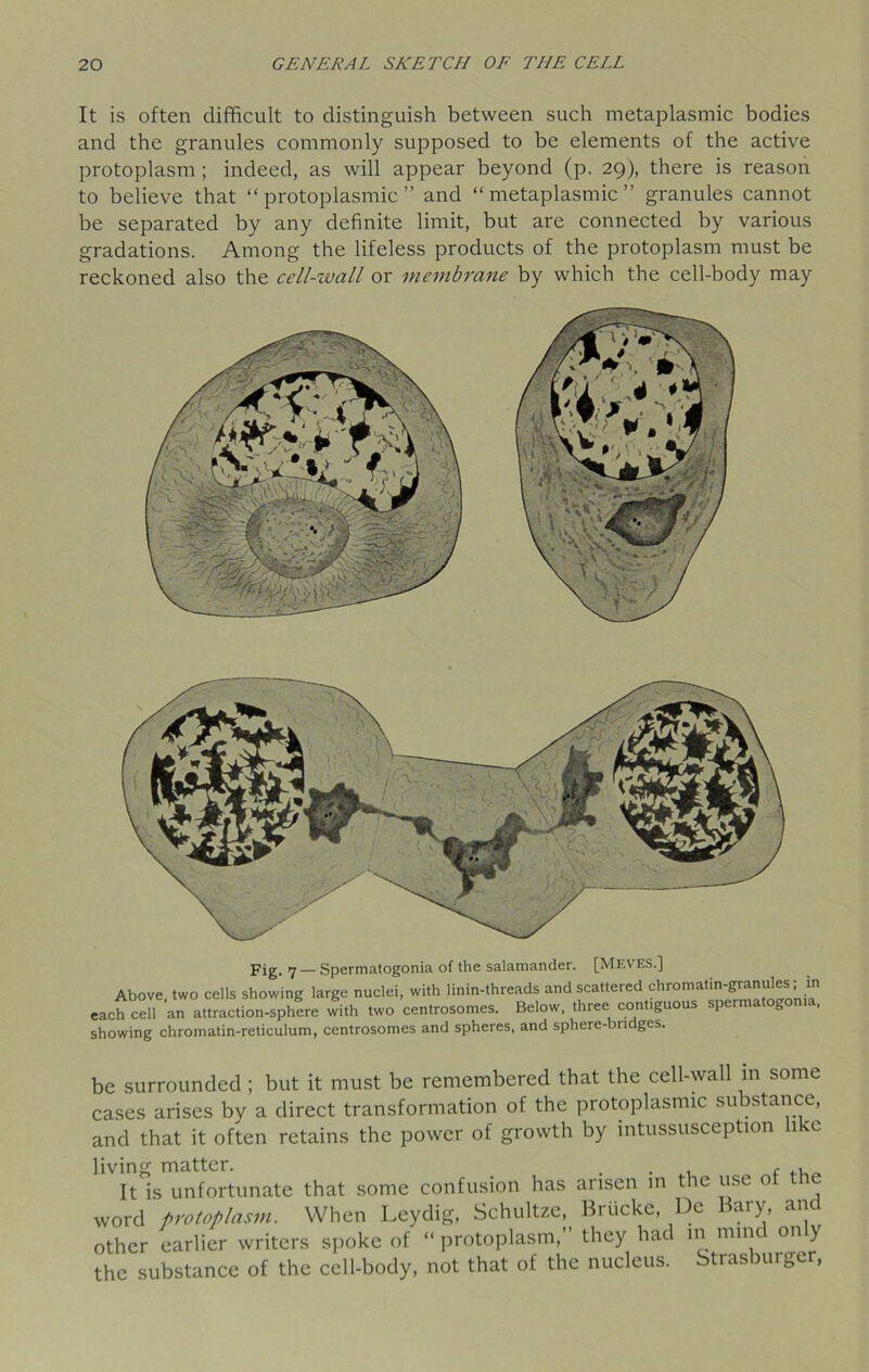 It is often difficult to distinguish between such metaplasmic bodies and the granules commonly supposed to be elements of the active protoplasm ; indeed, as will appear beyond (p. 29), there is reason to believe that “protoplasmic” and “metaplasmic” granules cannot be separated by any definite limit, but are connected by various gradations. Among the lifeless products of the protoplasm must be reckoned also the cell-zoall or membrane by which the cell-body may Fig. 7 — Spermatogonia of the salamander. [Meves.] Above, two cells showing large nuclei, with linin-threads and scattered chromatin-granules;; in each cell an attraction-sphere with two centrosomes. Below, three contiguous spei ' g showing chromatin-reticulum, centrosomes and spheres, and sphere-budges. be surrounded ; but it must be remembered that the cell-wall in some cases arises by a direct transformation of the protoplasmic substance, and that it often retains the power of growth by intussusception 1 'c living matter. , f ., It is unfortunate that some confusion has arisen in the use ot ti c word protoplasm. When Leydig, Schultze, Biiicke, De aiy, an other earlier writers spoke of “ protoplasm,” they had in mind on y the substance of the cell-body, not that of the nucleus. Strasburger,