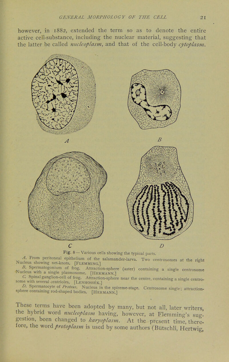 however, in 1882, extended the term so as to denote the entire active cell-substance, including the nuclear material, suggesting that the latter be called nucleoplasm, and that of the cell-body cytoplasm. Fig- 8 — Various cells showing the typical parts. A. From peritoneal epithelium of the salamander-larva. Two centrosomes at the right Nucleus showing net-knots. [Flemming.] B Spermatogonium of frog. Attraction-sphere (aster) containing a single centrosome Nucleus with a single plasmosome. [Hermann.] C. Spinal ganglion-cell of frog. Attraction-sphere near the centre, containing a single centro- some with several centrioles. [Lenhossek.] b D. Spermatocyte of Proteus. Nucleus in the spireme-stage. Centrosome single; attraction- sphere containing rod-shaped bodies. [Hermann.] These terms have been adopted by many, but not all, later writers, the hybrid word nucleoplasm having, however, at Flemming’s sug- gestion, been changed to karyoplasm. At the present time, there- fore, the word protoplasm is used by some authors (Btitschli, Hertwig,