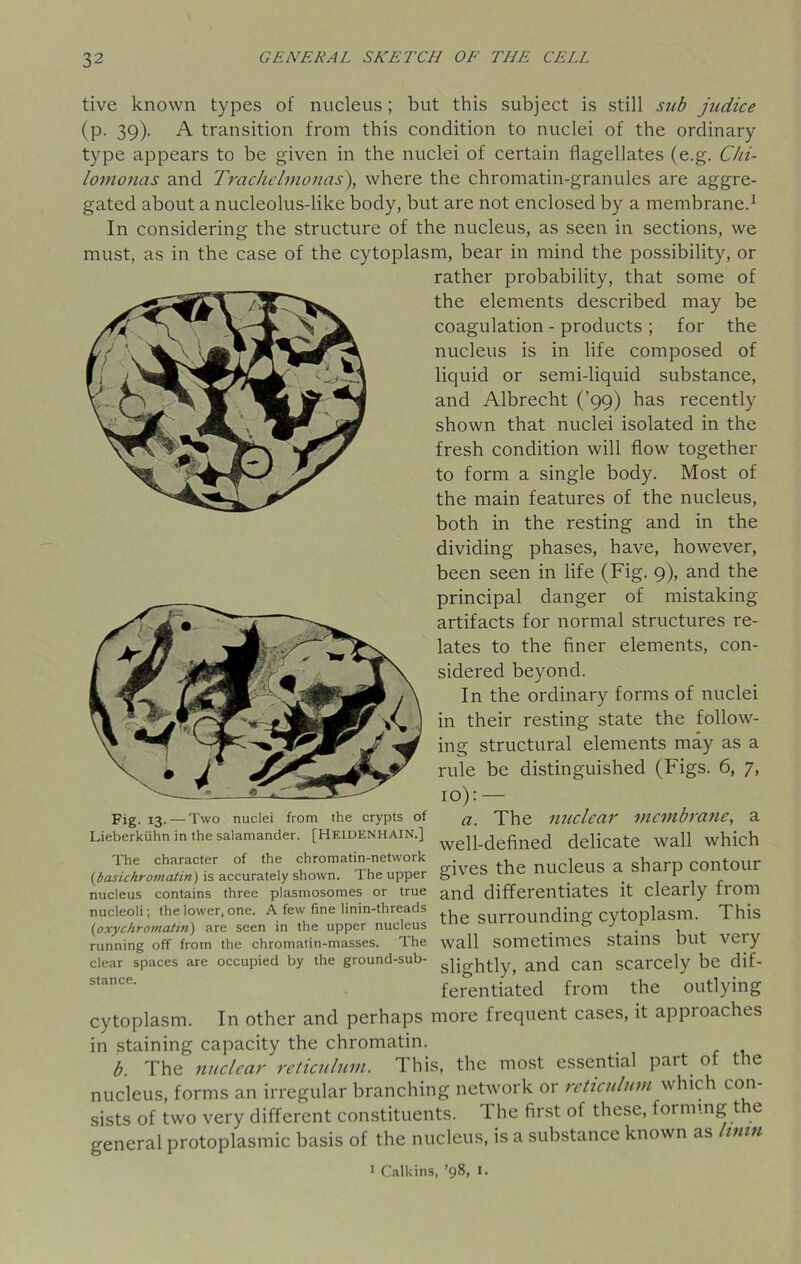 tive known types of nucleus; but this subject is still sub judice (p. 39). A transition from this condition to nuclei of the ordinary type appears to be given in the nuclei of certain flagellates (e.g. Chi- lomonas and Trachelmonas), where the chromatin-granules are aggre- gated about a nucleolus-like body, but are not enclosed by a membrane.1 In considering the structure of the nucleus, as seen in sections, we must, as in the case of the cytoplasm, bear in mind the possibility, or rather probability, that some of the elements described may be coagulation - products ; for the nucleus is in life composed of liquid or semi-liquid substance, and Albrecht (’99) has recently shown that nuclei isolated in the fresh condition will flow together to form a single body. Most of the main features of the nucleus, both in the resting and in the dividing phases, have, however, been seen in life (Fig. 9), and the principal danger of mistaking artifacts for normal structures re- lates to the finer elements, con- sidered beyond. In the ordinary forms of nuclei in their resting state the follow- ing structural elements may as a rule be distinguished (Figs. 6, 7, 10): — Fig. 13. —Two nuclei from the crypts of a The nuclear membrane, a Lieberkiihn in the salamander. [Heidenhain.] ell_defined delicate Wall which The character of the chromatin-network (basichromatin) is accurately shown. The upper nucleus contains three plasmosomes or true nucleoli; the lower, one. A few fine linin-threads (oxychromatin) are seen in the upper nucleus running off from the chromatin-masses. The clear spaces are occupied by the ground-sub- stance. gives the nucleus a sharp contour and differentiates it clearly from the surrounding cytoplasm. This wall sometimes stains but very slightly, and can scarcely be dif- ferentiated from the outlying cytoplasm. In other and perhaps more frequent cases, it approaches in staining capacity the chromatin. b. The nuclear reticulum. Ihis, the most essential part 0 t e nucleus, forms an irregular branching network or reticulum which con- sists of two very different constituents. 1 he first of these, forming t e general protoplasmic basis of the nucleus, is a substance known as limn 1 Calkins, ’98, I.