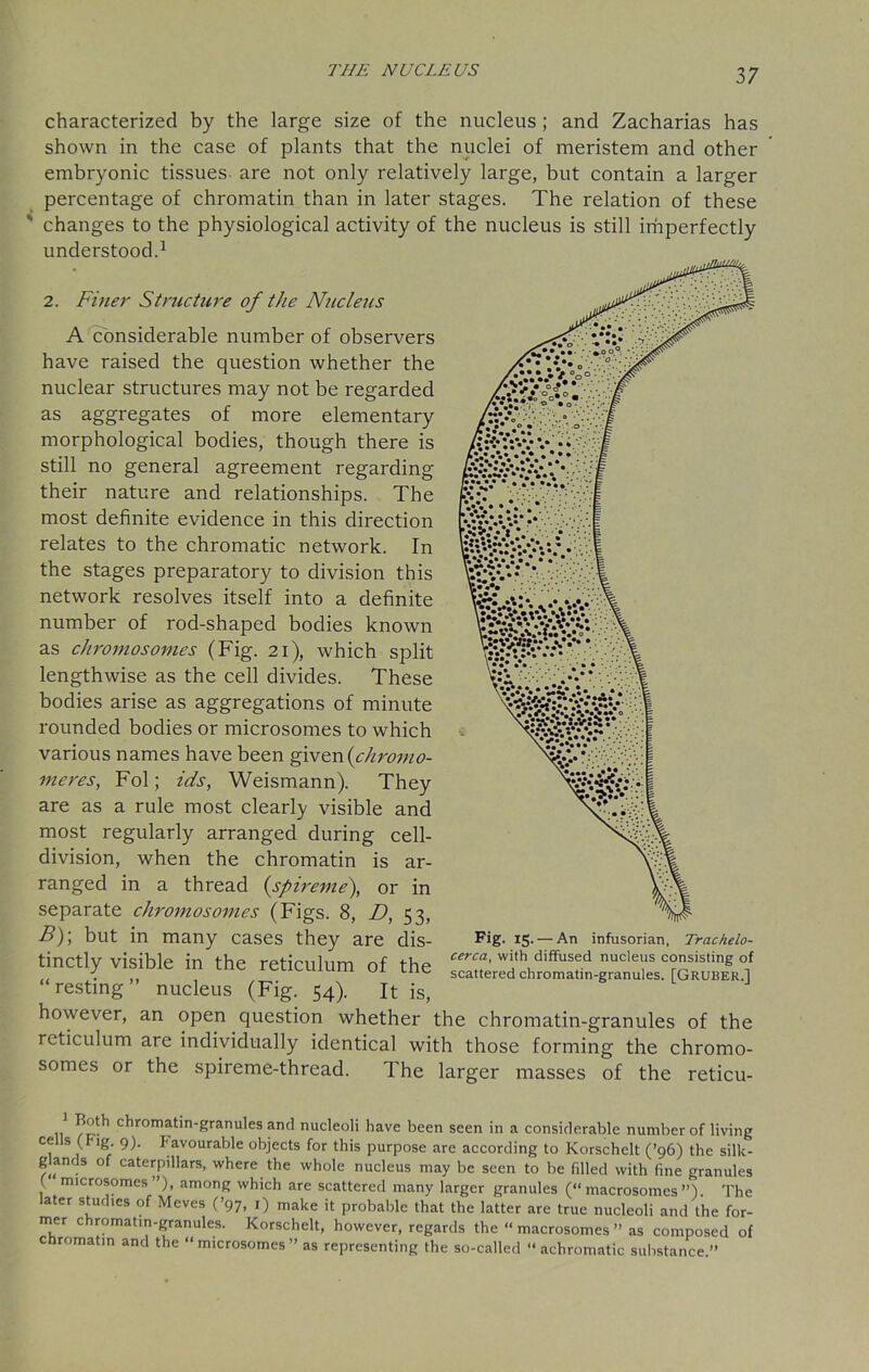 characterized by the large size of the nucleus ; and Zacharias has shown in the case of plants that the nuclei of meristem and other embryonic tissues are not only relatively large, but contain a larger percentage of chromatin than in later stages. The relation of these ' changes to the physiological activity of the nucleus is still inhperfectly understood.1 2. Finer Structure of the Nucleus A considerable number of observers have raised the question whether the nuclear structures may not be regarded as aggregates of more elementary morphological bodies, though there is still no general agreement regarding their nature and relationships. The most definite evidence in this direction relates to the chromatic network. In the stages preparatory to division this network resolves itself into a definite number of rod-shaped bodies known as chromosomes (Fig. 21), which split lengthwise as the cell divides. These bodies arise as aggregations of minute rounded bodies or microsomes to which various names have been given {chromo- meres, Fol; ids, Weismann). They are as a rule most clearly visible and most regularly arranged during cell- division, when the chromatin is ar- ranged in a thread {spireme), or in separate chromosomes (Figs. 8, D, 53, B)\ but in many cases they are dis- tinctly visible in the reticulum of the “resting” nucleus (Fig. 54). It is, however, an open question whether the chromatin-granules of the reticulum are individually identical with those forming the chromo- somes or the spireme-thread. The larger masses of the reticu- Fig. 15. — An infusorian, Trachelo- cerca, with diffused nucleus consisting of scattered chromatin-granules. [GRUBER.] c*irom^t’n'granu'es antl nucleoli have been seen in a considerable number of living cells (Fig 9). Favourable objects for this purpose are according to Korschelt (’96) the silk- gands of caterpillars, where the whole nucleus may be seen to be filled with fine granules microsomes”), among which are scattered many larger granules (“ macrosomes ”). The later studies of Meves (’97, 1) make it probable that the latter are true nucleoli and the for- mer chromatin-granules. Korschelt, however, regards the “ macrosomes ” as composed of chromatin and the “ microsomes ” as representing the so-called “ achromatic substance ”