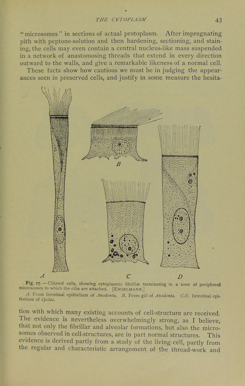 “microsomes” in sections of actual protoplasm. After impregnating pith with peptone-solution and then hardening, sectioning, and stain- ing, the cells may even contain a central nucleus-like mass suspended in a network of anastomosing threads that extend in every direction outward to the walls, and give a remarkable likeness of a normal cell. These facts show how cautious we must be in judging the appear- ances seen in preserved cells, and justify in some measure the hesita- Fig. 17. Ciliated cells, showing cytoplasmic fibrillas terminating in a zone of peripheral microsomes to which the cilia are attached. [Engelmann.] A. I'rom intestinal epithelium of Anodonta. B. From gill of Anodonta. C.D. Intestinal epi- thelium of Cyclas. tion with which many existing accounts of cell-structure are received. 1 he evidence is nevertheless overwhelmingly strong, as I believe, that not only the fibrillar and alveolar formations, but also the micro- somes observed in cell-structures, are in part normal structures. This evidence is derived partly from a study of the living cell, partly from the regular and characteristic arrangement of the thread-work and