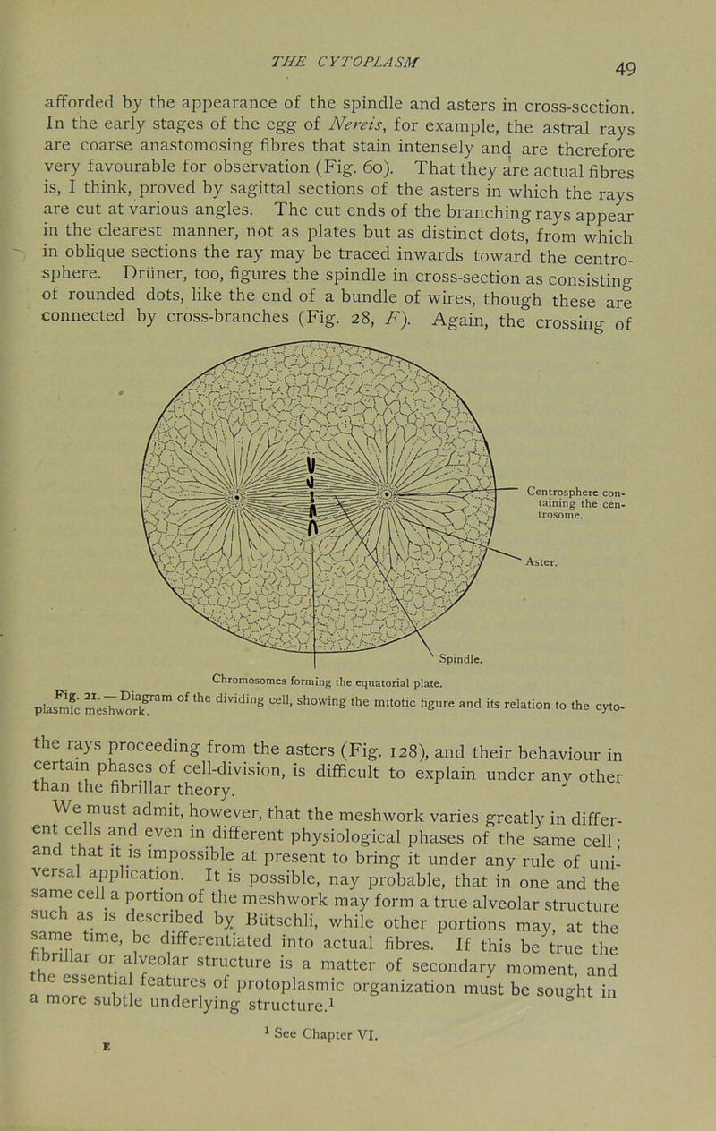 49 afforded by the appearance of the spindle and asters in cross-section. In the early stages of the egg of Nereis, for example, the astral rays are coarse anastomosing fibres that stain intensely and are therefore very favourable for observation (Fig. 60). That they are actual fibres is, I think, proved by sagittal sections of the asters in which the rays are cut at various angles. The cut ends of the branching rays appear in the clearest manner, not as plates but as distinct dots, from which in oblique sections the ray may be traced inwards toward the centro- sphere. Driiner, too, figures the spindle in cross-section as consisting of rounded dots, like the end of a bundle of wires, though these are connected by cross-branches (Fig. 28, F). Again, the crossing of Chromosomes forming the equatorial plate. plasmfc mesWkgram °f ** diVidig Sh°Wing the mit°tic fi§ure and its Nation to the cyto- Centrosphere con- taining the cen- trosome. Aster. the rays proceeding from the asters (Fig. 128), and their behaviour in certain phases of cell-division, is difficult to explain under any other than the fibrillar theory. We must admit, however, that the meshwork varies greatly in differ- ent cells and even in different physiological phases of the same cell • and that it is impossible at present to bring it under any rule of uni- versal application. It is possible, nay probable, that in one and the same cell a portion of the meshwork may form a true alveolar structure such as is described by Butschli, while other portions may, at the same time, be differentiated into actual fibres. If this be true the bnllar or alveolar structure is a matter of secondary moment, and the essentia features of protoplasmic organization must be sought in a more subtle underlying structure.1 g 1 See Chapter VI.