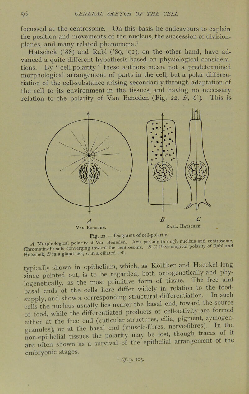 focussed at the centrosome. On this basis he endeavours to explain the position and movements of the nucleus, the succession of division- planes, and many related phenomena.1 Hatschek (’88) and Rabl (’89, ’92), on the other hand, have ad- vanced a quite different hypothesis based on physiological considera- tions. By “ cell-polarity ” these authors mean, not a predetermined morphological arrangement of parts in the cell, but a polar differen- tiation of the cell-substance arising secondarily through adaptation of the cell to its environment in the tissues, and having no necessary relation to the polarity of Van Beneden (Fig. 22, B, C). This is Rabl, Hatschek. Fig. 22. — Diagrams of cell-polarity. A Morphological polarity of Van Beneden. Axis passing through nucleus and centrosome Chromatin-threads converging toward the centrosome. B.C. Physiological polarity of Rabl and Hatschek, B in a gland-cell, C in a ciliated cell. typically shown in epithelium, which, as Kolliker and Haeckel long since pointed out, is to be regarded, both ontogenetically and phy- logenetically, as the most primitive form of tissue.. The free and basal ends of the cells here differ widely in relation to the food- supply, and show a corresponding structural differentiation. In such cells the nucleus usually lies nearer the basal end, toward the source of food, while the differentiated products of cell-activity are formed either at the free end (cuticular structures, cilia, pigment, zymogen- granules), or at the basal end (muscle-fibres, nerve-fibres). In the non-epithelial tissues the polarity may be lost, though tiaces of 1 are often shown as a survival of the epithelial arrangement of the embryonic stages. 1 Cf. p. 105.