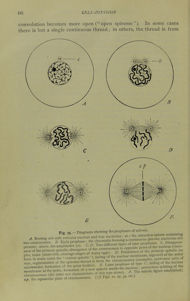 convolution becomes more open (“open spireme”). In some cases there is but a single continuous thread; in others, the thread is from Fie. 2<C — Diagrams showing the prophases of mitosis. A. Resting cell with reticular nucleus and true stifl two centrosomes B. Early prophase the c ^ of )ater prophases. C. Disappear- present; above, the amphiaster (a). • • . es opposite poles of the nucleus (exam- ance of the primary spindle, divergence. ^ Persistence of the primary spindle (to pies, some plant-eells, cleavage-stages o m, > g. • • , membrane, ingrowth of the astral form in some cases the  central spindle ” ). fading othe “^m^7“™m^le9f^idermal ceils of rays, segmentation of the spireme-thread to form hase of type C\ fading of the nuclear salamander, formation of the polar bodies). -• -• 1 nue]cus. precocious splitting of the membrane at the poles, formation of a new spine mitotic figure established; chromosomes (the latter not characteristic of^this We alonep , e.p. the equatorial plate of chromosomes. (</• 1 aI- 7. 3 •