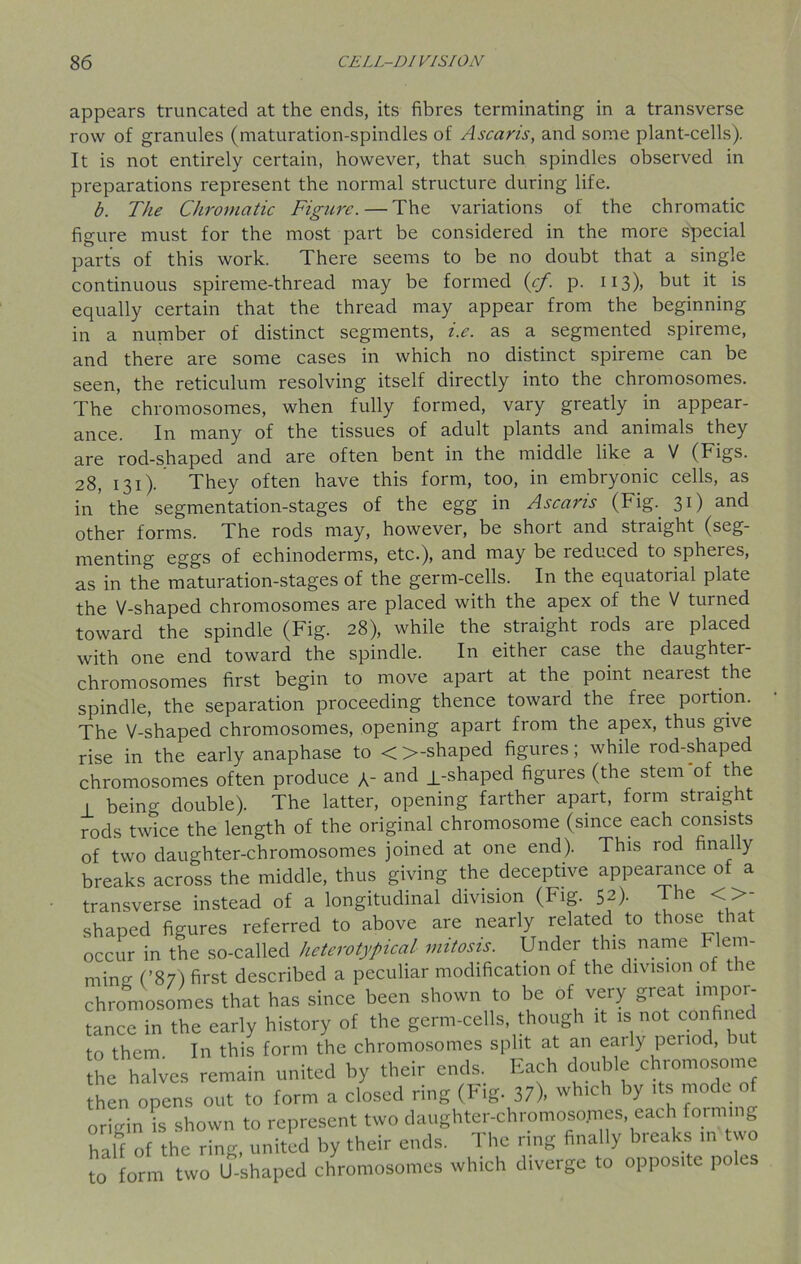 appears truncated at the ends, its fibres terminating in a transverse row of granules (maturation-spindles of Ascaris, and some plant-cells). It is not entirely certain, however, that such spindles observed in preparations represent the normal structure during life. b. The Chromatic Figure. — The variations of the chromatic figure must for the most part be considered in the more special parts of this work. There seems to be no doubt that a single continuous spireme-thread may be formed (cf . p. 113)> but it is equally certain that the thread may appear from the beginning in a number of distinct segments, i.e. as a segmented spireme, and there are some cases in which no distinct spireme can be seen, the reticulum resolving itself directly into the chromosomes. The chromosomes, when fully formed, vary greatly in appear- ance. In many of the tissues of adult plants and animals they are rod-shaped and are often bent in the middle like a V (Figs. 28, 131). They often have this form, too, in embryonic cells, as in ’the segmentation-stages of the egg in Ascaris (Fig.. 31) and other forms. The rods may, however, be short and straight (seg- menting eggs of echinoderms, etc.), and may be 1 educed to spheies, as in the maturation-stages of the germ-cells. In the equatorial plate the V-shaped chromosomes are placed with the apex of the V turned toward the spindle (Fig. 28), while the straight rods are placed with one end toward the spindle. In either case , the daughter- chromosomes first begin to move apart at the point nearest the spindle, the separation proceeding thence toward the free portion. The V-shaped chromosomes, opening apart from the apex, thus give rise in the early anaphase to <>-shaped figures; while rod-shaped chromosomes often produce a- and l-shaped figures (the stem of the I being double). The latter, opening farther apart, form straight rods twice the length of the original chromosome (since each consists of two daughter-chromosomes joined at one end). This rod finally breaks across the middle, thus giving the deceptive appearance of a transverse instead of a longitudinal division (Fig. 52). The < >- shaped figures referred to above are nearly related to those that occur in the so-called heterotypical mitosis. Under this name Flem- ming: (’87) first described a peculiar modification of the division of the chromosomes that has since been shown to be of very great impor- tance in the early history of the germ-cells, though it is not confined to them In this form the chromosomes split at an eaily period, but the halves remain united by their ends. Each double chromosome then opens out to form a closed ring (Fig. 37), which by * ? d . ° origin is shown to represent two daughter-chromosojnes, each forming half of the ring, united by their ends. The ring finally breaks in two to form two U-shaped chromosomes which diverge to opposite pole