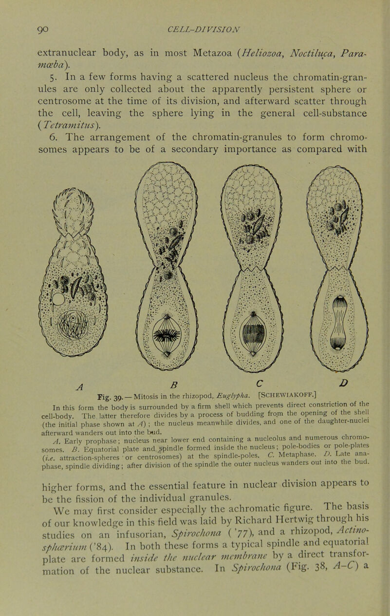 extranuclear body, as in most Metazoa (Heliozoa, Noctiluca, Para- moeba). 5. In a few forms having a scattered nucleus the chromatin-gran- ules are only collected about the apparently persistent sphere or centrosome at the time of its division, and afterward scatter through the cell, leaving the sphere lying in the general cell-substance ( Tetramitus'). 6. The arrangement of the chromatin-granules to form chromo- somes appears to be of a secondary importance as compared with Fig. 29. — Mitosis in the rhizopod, Euglypha. [SCHEWIAKOFF.] In this form the body is surrounded by a firm shell which prevents direct constriction of the cell-body. The latter therefore divides by a process of budding from the opening of the shell (the initial phase shown at A) ; the nucleus meanwhile divides, and one of the daughter-nuclei afterward wanders out into the bud. A. Early prophase; nucleus near lower end containing a nucleolus and numerous chromo- somes. D. Equatorial plate and spindle formed inside the nucleus; pole-bodies or pole-plates (i.e. attraction-spheres or centrosomes) at the spindle-poles. C. Metaphase. D Late ana- phase, spindle dividing; after division of the spindle the outer nucleus wanders out into the bud. higher forms, and the essential feature in nuclear division appears to be the fission of the individual granules. . We may first consider especially the achromatic figure. The basis of our knowledge in this field was laid by Richard Hertwig through his studies on an infusorian, Spirochona ( ’77). anc^ a rhizopod, Actino- sphariutn (’84). In both these forms a typical spindle and equatorial plate are formed inside the nuclear membrane by a direct transfor- mation of the nuclear substance. In Spirochona (big- 3^, - ) a