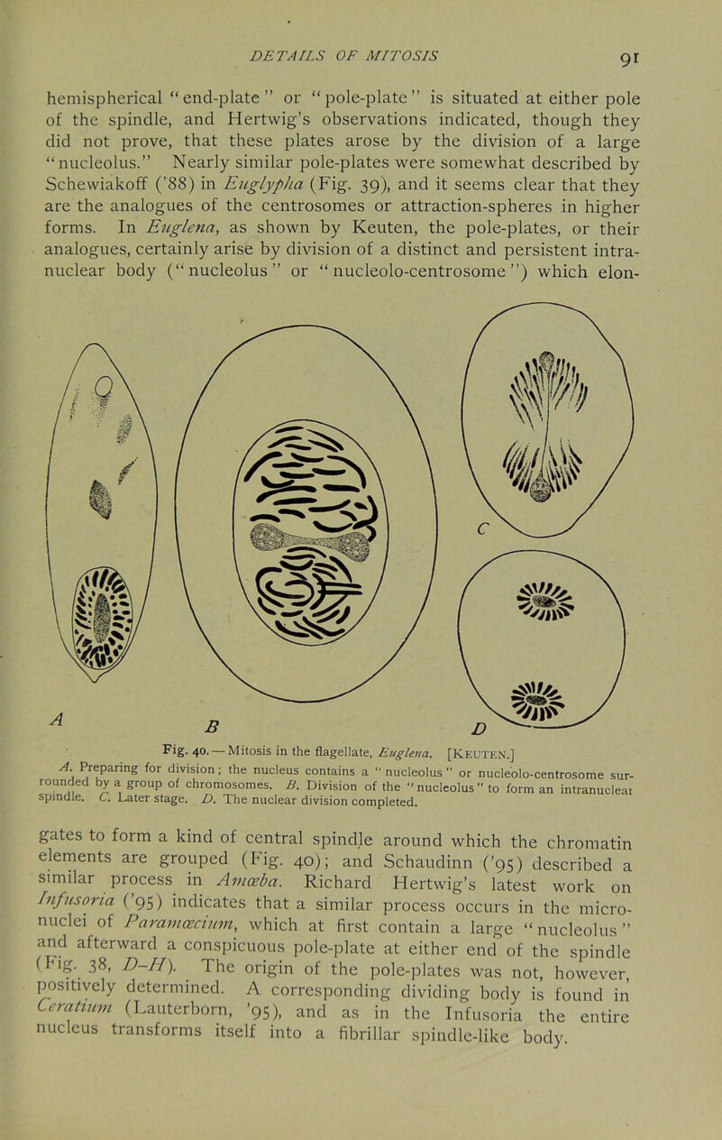 9r hemispherical “end-plate” or “pole-plate” is situated at either pole of the spindle, and Hertwig’s observations indicated, though they did not prove, that these plates arose by the division of a large “nucleolus.” Nearly similar pole-plates were somewhat described by Schewiakoff (’88) in Euglypha (Fig. 39), and it seems clear that they are the analogues of the centrosomes or attraction-spheres in higher forms. In Englena, as shown by Keuten, the pole-plates, or their analogues, certainly arise by division of a distinct and persistent intra- nuclear body (“nucleolus” or “ nucleolo-centrosome ”) which elon- Fig. 40. — Mitosis in the flagellate, Euglena. [KEUTEN.] A Preparing for division; the nucleus contains a nucleolus or nucleolo-centrosome sur- rounded by a group of chromosomes. B. Division of the nucleolus to form an intranucleai spindle. C. Later stage. D. The nuclear division completed. gates to form a kind of central spindle around which the chromatin elements are grouped (Fig. 40); and Schaudinn (’95) described a similar process in Amasba. Richard Hertwig’s latest work on Infusoria (’95) indicates that a similar process occurs in the micro- nuclei of Paramcecium, which at first contain a large “nucleolus” and afterward a conspicuous pole-plate at either end of the spindle (Fig. 38, D-H). The origin of the pole-plates was not, however positively determined. A corresponding dividing body is found in Ceratium (Lauterborn, ’95), and as in the Infusoria the entire nucleus transforms itself into a fibrillar spindle-like body