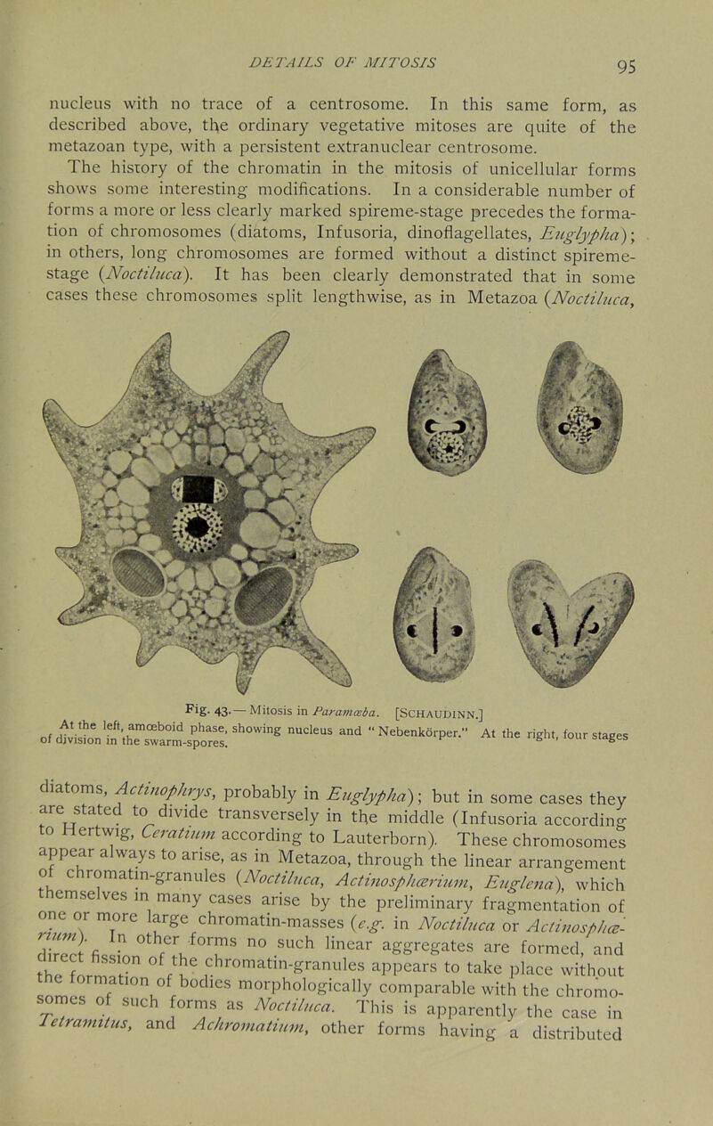 nucleus with no trace of a centrosome. In this same form, as described above, the ordinary vegetative mitoses are quite of the metazoan type, with a persistent extranuclear centrosome. The history of the chromatin in the mitosis of unicellular forms shows some interesting modifications. In a considerable number of forms a more or less clearly marked spireme-stage precedes the forma- tion of chromosomes (diatoms, Infusoria, dinoflagellates, Euglypha)\ in others, long chromosomes are formed without a distinct spireme- stage (.Noctiluca). It has been clearly demonstrated that in some cases these chromosomes split lengthwise, as in Metazoa (.Noctiluca, Fig- 43. — Mitosis in Paramceba. [SCHAUDINN.] ofshowingnucleusand“Nebenk6rper• Atthe ri^ht-f°- diatoms, Actmophrys, probably in Euglypka); but in some cases they are stated to divide transversely in the middle (Infusoria according to Hertwig, Ceratium according to Lauterborn). These chromosomes appear always to arise, as in Metazoa, through the linear arrangement ot chromatin-granules (Noctiluca, Actinosphcerium, Euglena), which emse ves in many cases arise by the preliminary fragmentation of one or more large chromatin-masses {e.g. in Noctiluca or Actinospha- dir^t fi^.T n° SUCh Hnear a£Sre£ates are formed, and thf. rn °fr ^ chromatln'Sranules appears to take place without om T wb°dieS morphologically comparable with the chromo- somes of such forms as Noctiluca. This is apparently the case in Tetramitus, and Achromatium, other forms having a distributed