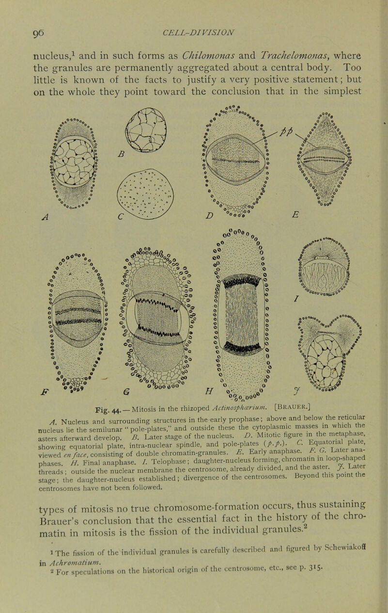 9o nucleus,1 and in such forms as Chilomonas and Trachelotnonas, where the granules are permanently aggregated about a central body. Too little is known of the facts to justify a very positive statement; but on the whole they point toward the conclusion that in the simplest Fig. 44.— Mitosis in the rhizoped Actinosphczrium. [Brauer.] A. Nucleus and surrounding structures in the early prophase; above and below the reticular nucleus lie the semilunar “ pole-plates, and outside these the cytoplasmic masses in which the asters afterward develop. B. Later stage of the nucleus. D. Mitotic figure in the metaphas showing equatorial plate, intra-nuclear spindle, and pole-plates (/./.). • r . P ’ viewed en face, consisting of double chromatin-granules. E. Early anaphase. I. G. Later ana phases. H. Final anaphase. I. Telophase; daughter-nucleus forming.chromatin in loop-shap threads ; outside the nuclear membrane the centrosome, already divided, and the aster f. L stage; the daughter-nucleus established; divergence of the centrosomes. Beyond this point the centrosomes have not been followed. types of mitosis no true chromosome-formation occurs, thus sustaining Brauer’s conclusion that the essential fact in the history of the chro- matin in mitosis is the fission of the individual granules. i The fission of the individual granules is carefully described and figured by Schewiakoff in Achromatium.