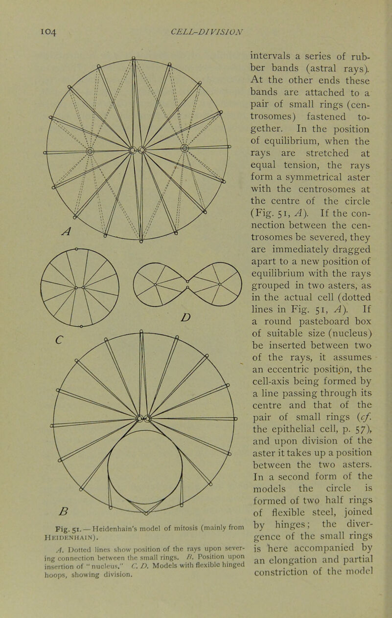 intervals a series of rub- ber bands (astral rays). At the other ends these bands are attached to a pair of small rings (cen- trosomes) fastened to- gether. In the position of equilibrium, when the rays are stretched at equal tension, the rays form a symmetrical aster with the centrosomes at the centre of the circle (Fig. 51, A). If the con- nection between the cen- trosomes be severed, they A. Doited lines show position of the rays upon sever- ing connection between the small rings. //. Position upon insertion of “ nucleus. C. D. Models with flexible hinged hoops, showing division. is here accompanied by an elongation and partial constriction of the model