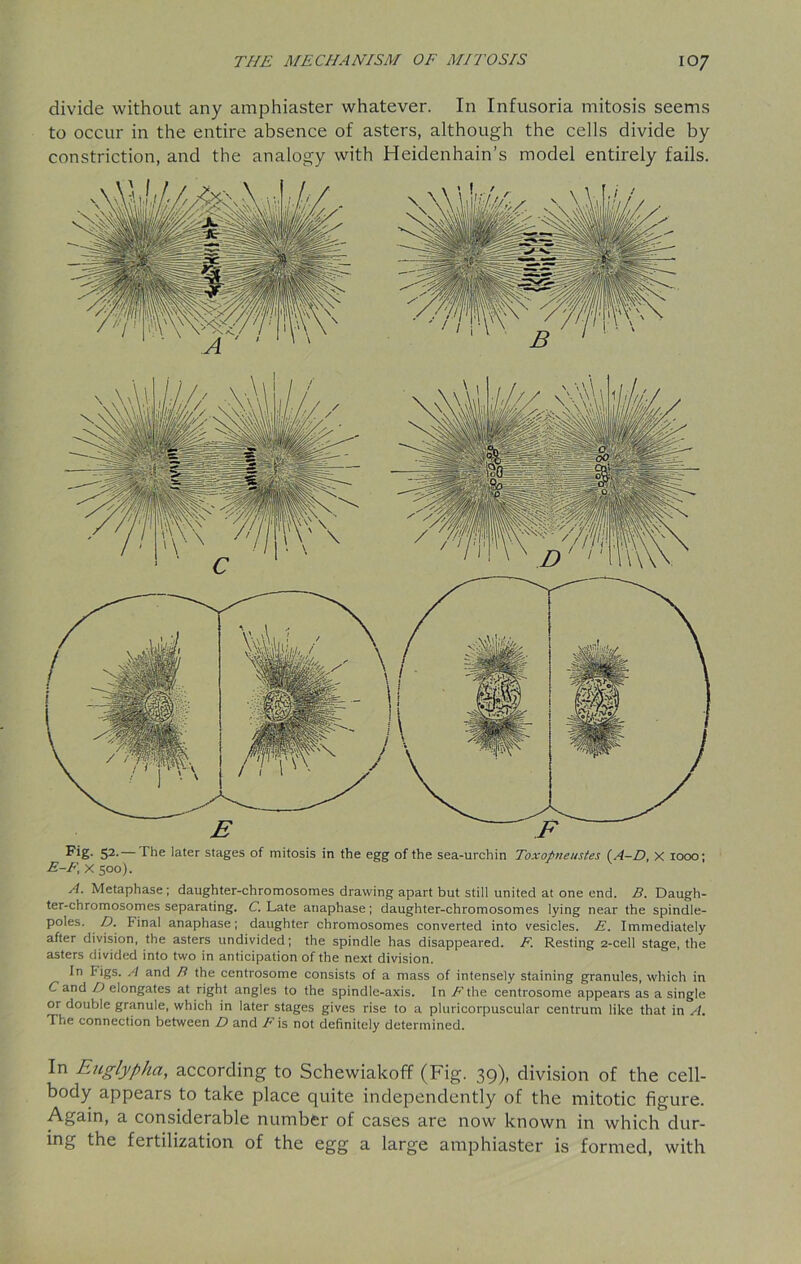 divide without any amphiaster whatever. In Infusoria mitosis seems to occur in the entire absence of asters, although the cells divide by constriction, and the analogy with Heidenhain’s model entirely fails. Fig- 52-— The later stages of mitosis in the egg of the sea-urchin Toxopneustes (A-D, x 1000; E-F, x 500). A. Metaphase ; daughter-chromosomes drawing apart but still united at one end. B. Daugh- ter-chromosomes separating. C. Late anaphase; daughter-chromosomes lying near the spindle- poles. D. Final anaphase; daughter chromosomes converted into vesicles. E. Immediately after division, the asters undivided; the spindle has disappeared. F. Resting 2-cell stage, the asters divided into two in anticipation of the next division. In Figs. A and B the centrosome consists of a mass of intensely staining granules, which in Cand D elongates at right angles to the spindle-axis. In F the centrosome appears as a single or double granule, which in later stages gives rise to a pluricorpuscular centrum like that in A. The connection between D and F is not definitely determined. In Euglypha, according to Schewiakoff (Fig. 39), division of the cell- body appears to take place quite independently of the mitotic figure. Again, a considerable number of cases are now known in which dur- ing the fertilization of the egg a large amphiaster is formed, with