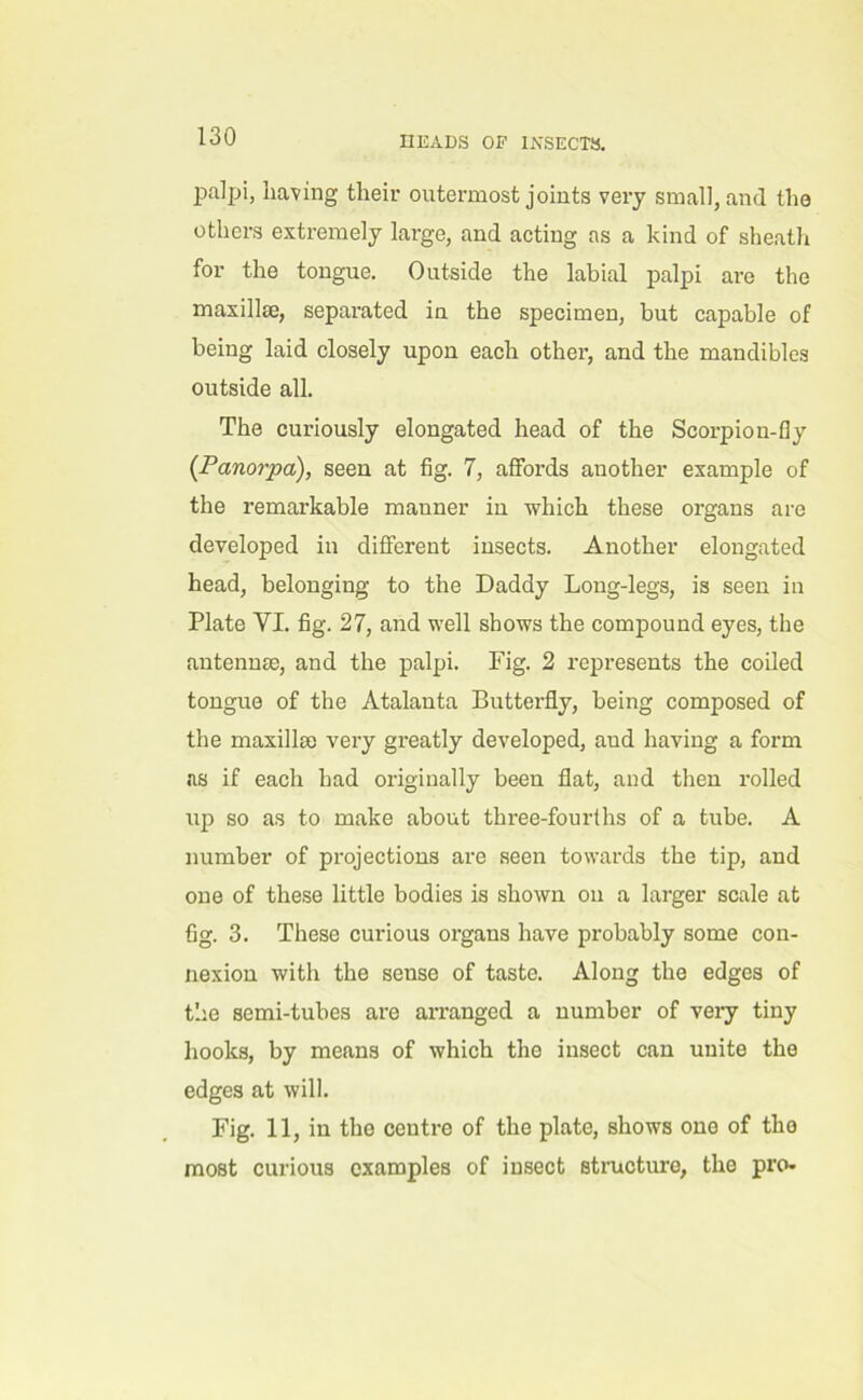 palpi, having their outermost joints very small, and the others extremely large, and acting as a kind of sheath for the tongue. Outside the labial palpi are the maxillae, separated in the specimen, but capable of being laid closely upon each other, and the mandibles outside all. The curiously elongated head of the Scorpion-fly (Panorpa), seen at fig. 7, affords another example of the remarkable manner in which these organs are developed in different insects. Another elongated head, belonging to the Daddy Long-legs, is seen in Plate YI. fig. 27, and well shows the compound eyes, the antennae, and the palpi. Fig. 2 represents the coiled tongue of the Atalanta Butterfly, being composed of the maxillae very greatly developed, aud having a form as if each had originally been flat, and then rolled up so as to make about three-fourlhs of a tube. A number of projections are seen towards the tip, and one of these little bodies is shown on a larger scale at fig. 3. These curious organs have probably some con- nexion with the sense of taste. Along the edges of the semi-tubes are arranged a number of very tiny hooks, by means of which the insect can unite the edges at will. Fig. 11, in the centre of the plate, shows one of the most curious examples of insect structure, the pro-