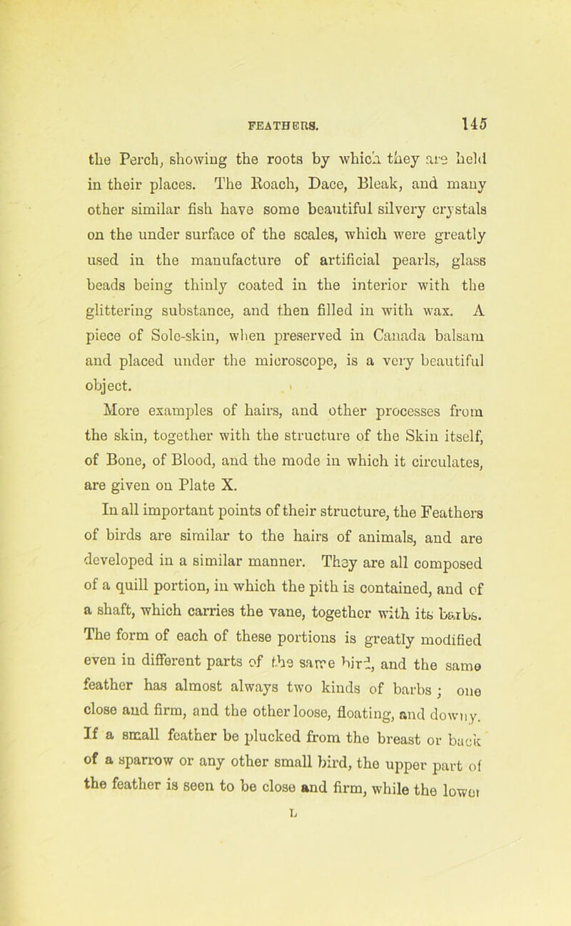 the Perch, showing the roots by which they are held in their places. The Poach, Dace, Bleak, and many other similar fish have some beautiful silvery crystals on the under surface of the scales, which were greatly used in the manufacture of artificial pearls, glass beads being thinly coated in the interior with the glittering substance, and then filled in with wax. A piece of Sole-skin, when preserved in Canada balsam and placed under the microscope, is a very beautiful object. More examples of hairs, and other processes from the skin, together with the structure of the Skin itself, of Bone, of Blood, and the mode in which it circulates, are given on Plate X. In all important points of their structure, the Feathers of birds are similar to the hairs of animals, and are developed in a similar manner. They are all composed of a quill portion, in which the pith is contained, and of a shaft, which carries the vane, together with its barbs. The form of each of these portions is greatly modified even in different parts of the same bird, and the same feather has almost always two kinds of barbs ; one close and firm, and the other loose, floating, and downy. If a small feather be plucked from the breast or back of a sparrow or any other small bird, the upper part of the feather is seen to be close and firm, while the lower I,