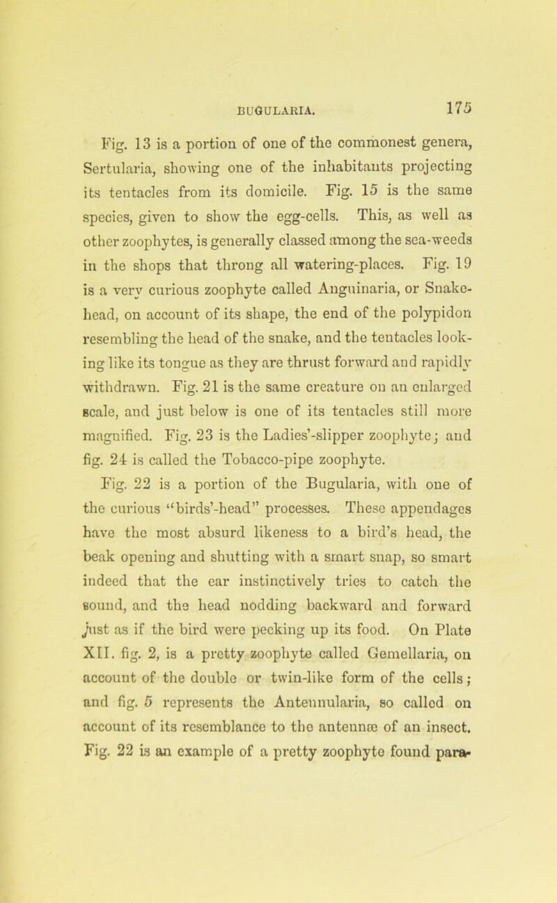 Fig. 13 is a portion of one of the commonest genera, Sertularia, showing one of the inhabitants projecting its tentacles from its domicile. Fig. 15 is the same species, given to show the egg-cells. This, as well as other zoophytes, is generally classed among the sea-weeds in the shops that throng all watering-places. Fig. 19 is a very curious zoophyte called Anguinaria, or Snake- head, on account of its shape, the end of the polypidon resembling the head of the snake, and the tentacles look- ing like its tongue as they are thrust forward aud rapidly- withdrawn. Fig. 21 is the same creature on an enlarged scale, and just below is one of its tentacles still more magnified. Fig. 23 is the Ladies’-slipper zoophyte; and fig. 24 is called the Tobacco-pipe zoophyte. Fig. 22 is a portion of the Bugularia, with one of the curious “birds’-head” processes. These appendages have the most absurd likeness to a bird’s head, the beak opening and shutting with a smart snap, so smart indeed that the ear instinctively tries to catch the sound, and the head nodding back-ward and forward just as if the bird were pecking up its food. On Plate XII. fig. 2, is a pretty zoophyte called Gemellaria, on account of the double or twin-like form of the cells; and fig. 5 represents the Antennularia, so called on account of its resemblance to the antennse of an insect. Fig. 22 is an example of a pretty zoophyto found para-