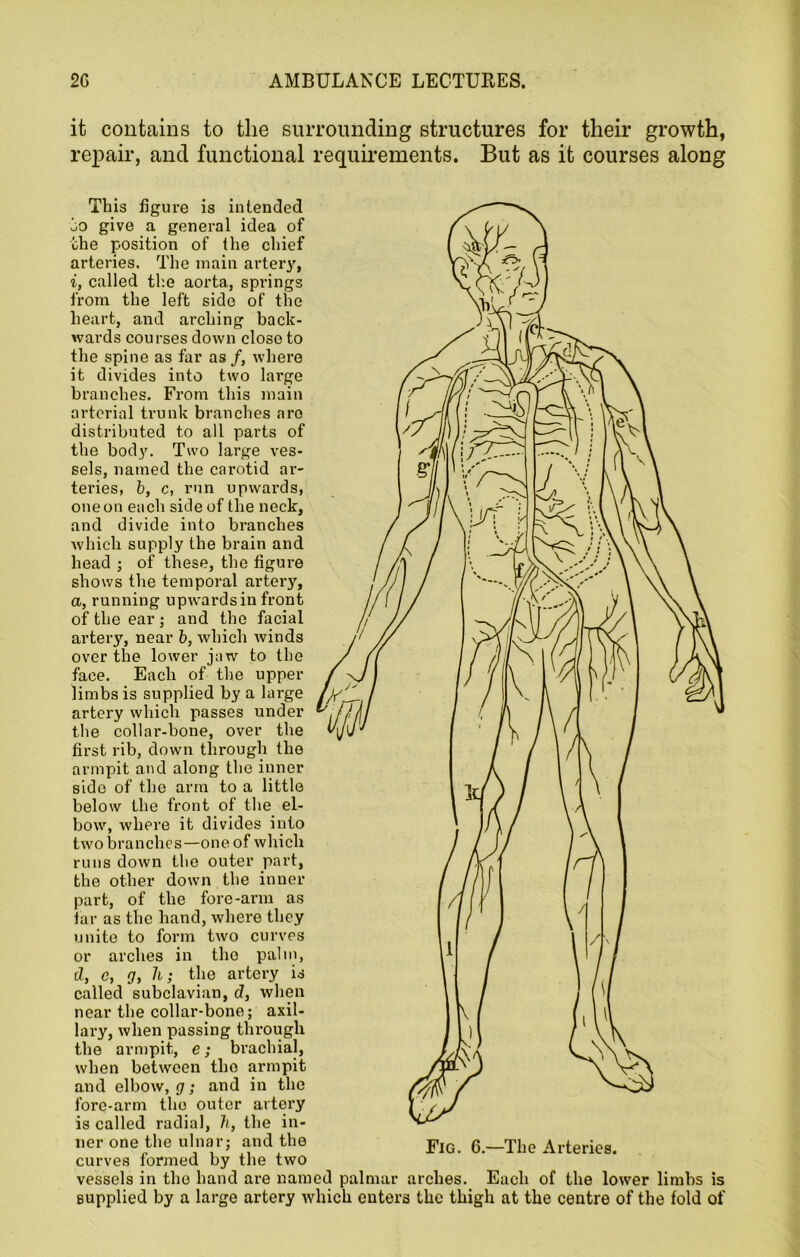 it contains to the surrounding structures for their growth, repair, and functional requirements. But as it courses along This figure is intended jo give a general idea of the position of the chief arteries. The main artery, i, called the aorta, springs from the left side of the heart, and arching back- wards courses down close to the spine as far as /, where it divides into two large branches. From this main arterial trunk branches are distributed to all parts of the body. Two large ves- sels, named the carotid ar- teries, b, c, run upwards, one on each side of the neck, and divide into branches which supply the brain and head ; of these, the figure shows the temporal artery, a, running upwards in front, of the ear ; and the facial artery, near b, which winds over the lower jaw to the face. Each of the upper limbs is supplied by a large artery which passes under the collar-bone, over the first rib, down through the armpit and along the inner sido of the arm to a little below the front of the el- bow, where it divides into two branches—one of which runs down the outer part, the other down the inner part, of the fore-arm as far as the hand, where they unite to form two curves or arches in the palm, d, c, g, h; the artery is called subclavian, d, when near the collar-bone; axil- lary, when passing through the armpit, e; brachial, when between tho armpit and elbow, g; and in the fore-arm the outer artery is called radial, li, the in- ner one the ulnar; and the curves formed by the two vessels in the hand are named palmar arches. Each of the lower limbs is supplied by a large artery which enters the thigh at the centre of the fold of Fig. 6.—The Arteries.