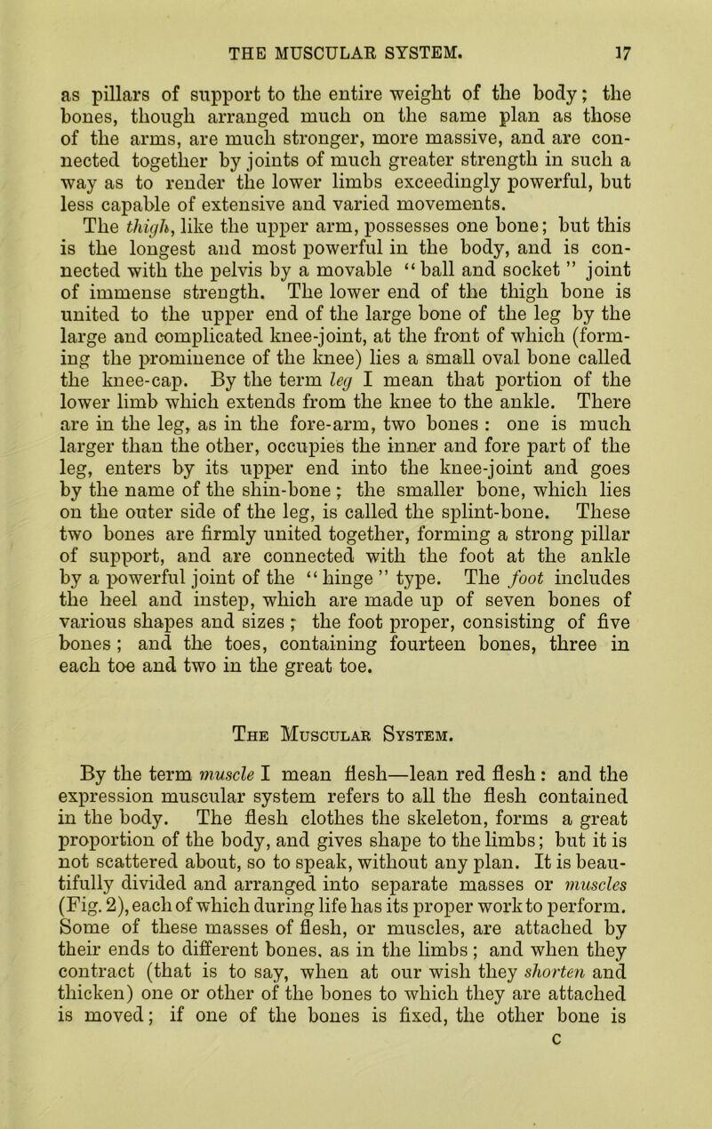 as pillars of support to the entire weight of the body; the bones, though arranged much on the same plan as those of the arms, are much stronger, more massive, and are con- nected together by joints of much greater strength in such a way as to render the lower limbs exceedingly powerful, but less capable of extensive and varied movements. The thigh, like the upper arm, possesses one bone; but this is the longest and most powerful in the body, and is con- nected with the pelvis by a movable “ ball and socket ” joint of immense strength. The lower end of the thigh bone is united to the upper end of the large bone of the leg by the large and complicated knee-joint, at the front of which (form- ing the prominence of the Imee) lies a small oval bone called the knee-cap. By the term leg I mean that portion of the lower limb which extends from the knee to the ankle. There are in the leg,^ as in the fore-arm, two bones : one is much larger than the other, occupies the inner and fore part of the leg, enters by its upper end into the knee-joint and goes by the name of the shin-bone ; the smaller bone, which lies on the outer side of the leg, is called the splint-bone. These two bones are firmly united together, forming a strong pillar of support, and are connected with the foot at the ankle by a powerful joint of the “ hinge ” type. The foot includes the heel and instep, which are made up of seven bones of various shapes and sizes ; the foot proper, consisting of five bones ; and the toes, containing fourteen bones, three in each toe and two in the great toe. The Muscular System. By the term muscle I mean flesh—lean red flesh : and the expression muscular system refers to all the flesh contained in the body. The flesh clothes the skeleton, forms a great proportion of the body, and gives shape to the limbs; but it is not scattered about, so to speak, without any plan. It is beau- tifully divided and arranged into separate masses or muscles (Fig, 2), each of which during life has its proper work to perform. Some of these masses of flesh, or muscles, are attached by their ends to different bones, as in the limbs; and when they contract (that is to say, when at our wish they shorten and thicken) one or other of the bones to which they are attached is moved; if one of the bones is fixed, the other bone is c