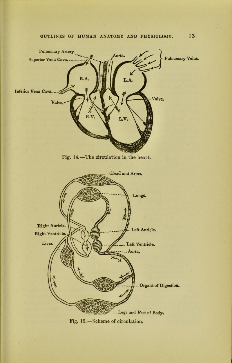 Fig. 14.—The circulation in the heart.