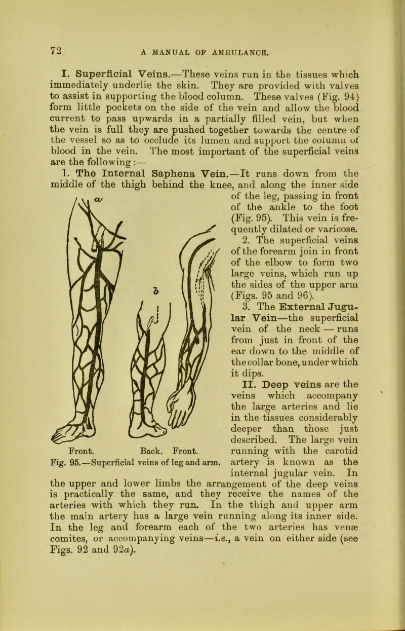 I. Superficial Veins.—These veins run in the tissues which immediately underlie the skin. They are provided with valves to assist in supporting the Vdood column. These valves (Fig. 94) form little pockets on the side of the vein and allow the blood current to pass upwards in a partially filled vein, but when the vein is full they are pushed together towards the centre of the vessel so as to occlude its lumen and support the column of blood in the vein. The most important of the superficial veins are the following : — 1. The Internal Saphena Vein.—It runs down from the middle of the thigh behind the knee, and along the inner side of the leg, passing in front of the ankle to the foot (Fig. 95). This vein is fre- quently dilated or varicose. 2. The superficial veins of the forearm join in front of the elbow to form two large veins, which run up the sides of the upper arm (Figs. 95 and 96). 3. The External Jugu- lar Vein—the superficial vein of the neck — runs from just in front of the ear down to the middle of the collar bone, under which it dips. II. Deep veins are the veins which accompany the large arteries and lie in the tissues considerably deeper than those just described. The large vein running with the carotid internal jugular vein. In the upper and lower limbs the arrangement of the deep veins is practically the same, and they receive the names of the arteries with which they run. In the thigh and upper arm the main artery has a large vein running along its inner side. In the leg and forearm each of the two arteries has venae comites, or accompanying veins—i.e., a vein on either side (see Figs. 92 and 92a). Front. Back. Front.