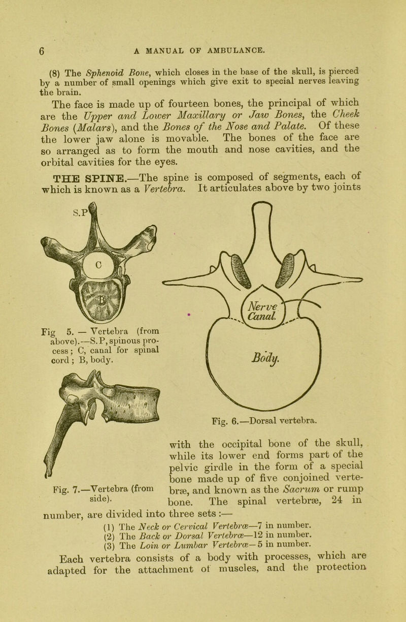 (8) The Sphenoid Bone, which closes in the base of the skull, is pierced by a number of small openings which give exit to special nerves leaving the brain. The face is made up of fourteen bones, the principal of which are the C/pper’ and Lower Maxillary or Jaw Bones, the Cheek Bones {Malars), and the Bones of the Nose and Palate. Of these the lower jaw alone is movable. The bones of the face are so arranged as to form the mouth and nose cavities, and the orbital cavities for the eyes. THE SPINE.—The spine is composed of segments, each of which is known as a Vertebra. It articulates above by two joints Fig 5. — Vertebra (from above).—S.P, spinous pro- cess ; C, canal for spinal cord ; B, body. Fig. 6.—Dorsal vertebra. with the occipital bone of the skull, while its lower end forms part of the pelvic girdle in the form of a special bone made up of five conjoined verte- brae, and known as the Sacrum or rump bone. The spinal vertebrae, 24 in number, are divided into three sets :— Fig. 7.—Vertebra (from side). (1) The Neck or Cervical Vertebrce—1 in number. (2) The Back or Dorsal Vertehrce—\2 in number. (3) The Loin or Lumbar Vertehr<x—b in number. Each vertebra consists of a body with processes, which are adapted for the attachment of muscles, and the protection