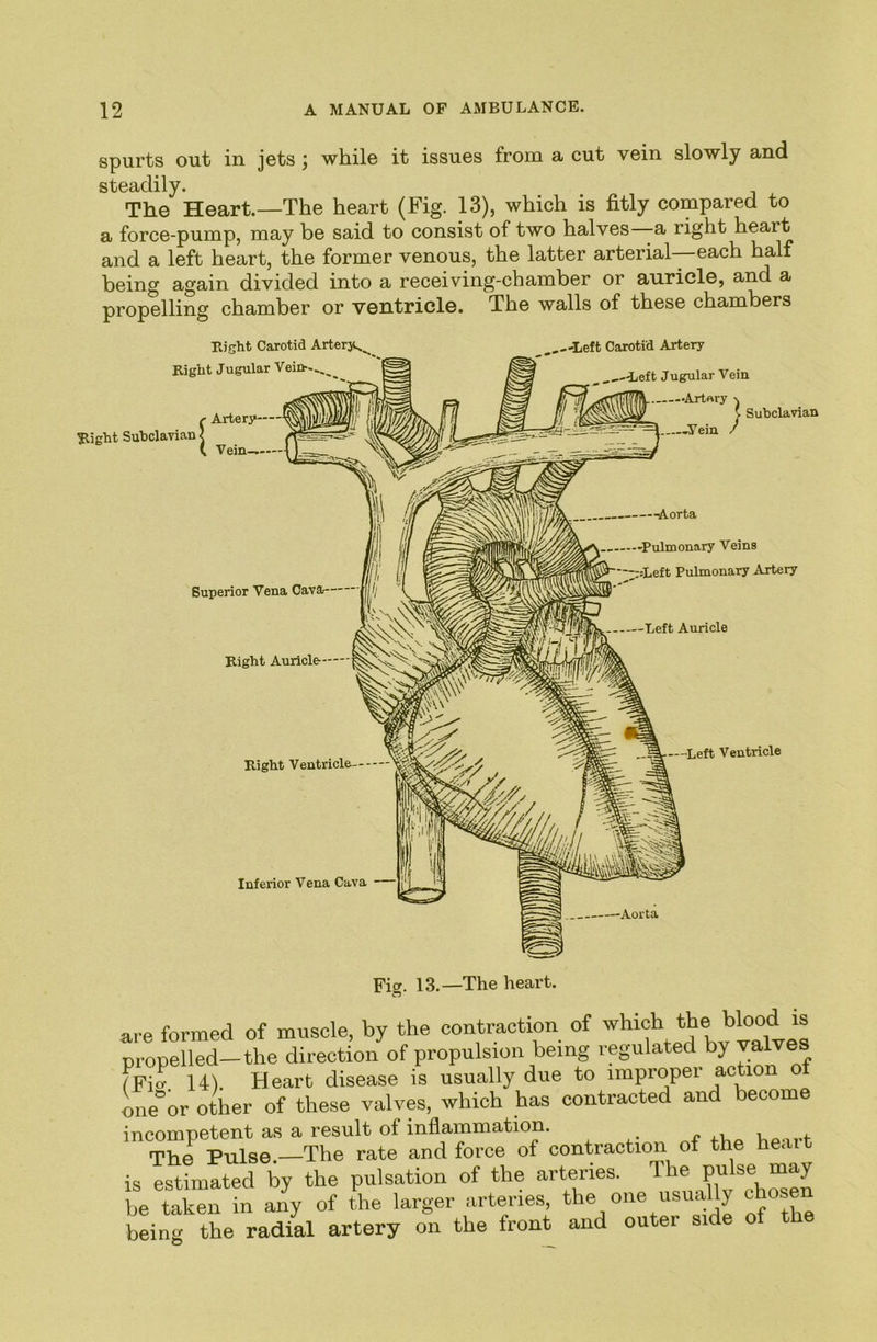 spurts out in jets ; while it issues from a cut vein slowly and steadily. The Heart.—The heart (Fig. 13), which is fitly compared to a force-pump, may be said to consist of two halves a right heart and a left heart, the former venous, the latter arterial each half being again divided into a receiving-chamber or auricle, and a propelling chamber or ventricle. The walls of these chambers Bight Carotid Artery.,, Right Jugular VeiCf...^^ f Artery Right SuhclavianJ \ Vein-. .---Left Carotid Artery ^ .---Left Jugular Vein •Artery ^ -yein Aorta Subclavian Superior Vena Cava— I''- Right Auricle- -Pulmonary Veins rsLeft Pulmonary Artery -Left Auricle Right Ventricle —Left Ventricle Inferior Vena Cava Aorta Fis. 13.—The heart. are formed of muscle, by the contraction of propelled—the direction of propulsion being regulated by ^alve IFiir 14) Heart disease is usually due to improper action one°or other of these valves, which has contracted and become incompetent as a result of inflammation. „r n,a be u-t The Pulse.—The rate and force of contraction of the heait is estimated by the pulsation of the arteries. The pulse may be taken in a^- of the larger arteries, the one usually chosen being the radial artery on the front and outer side of the