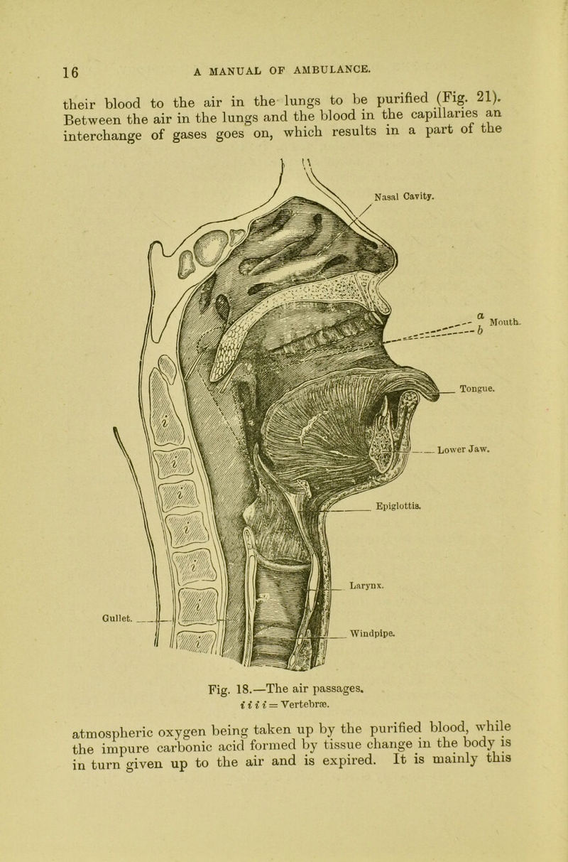 Tongue. Lower Jaw. Epiglottis. Larynx. their blood to the air in the lungs to be purified (Mg. 21). Between the air in the lungs and the blood in the capillaries an interchange of gases goes on, which results in a part oi t e Nasal Cavity. Mouth. Fig. 18.—The air passages. i i i i = Vertebrae. atmospheric oxygen being taken up by the purified blood vdiile the impure carbonic acid formed by tissue change in the body is in turn given up to the air and is expired. It is mainly this Windpipe. Gullet.