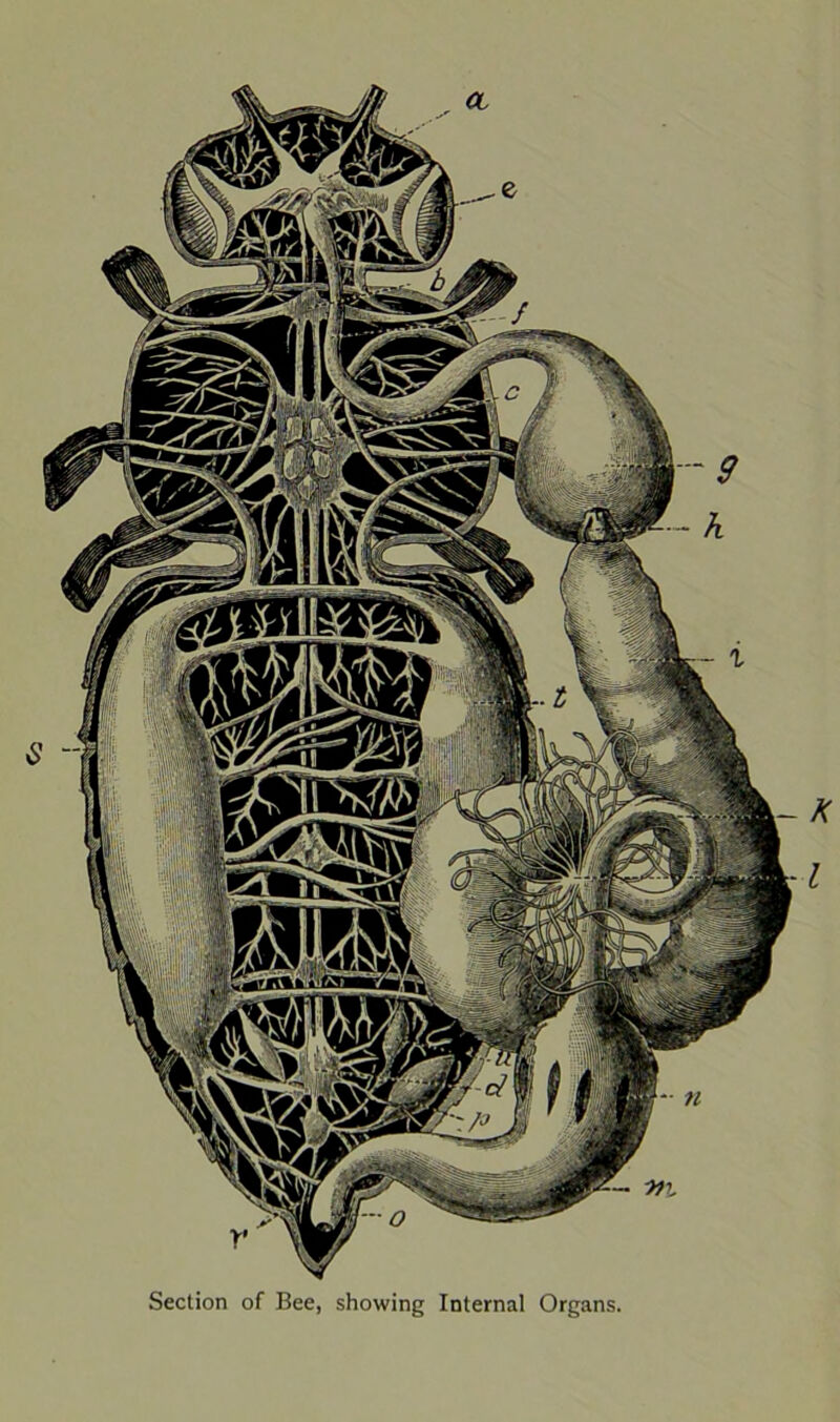 Section of Bee, showing Internal Organs.