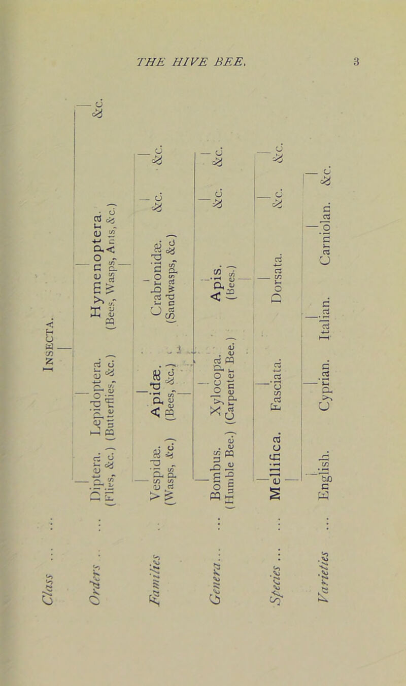 Orders Diptera. Lepidoptera. Hymenoptera. (Flies, &c.) (Butterflies, &c.) (Bees, Wasps, Ants,&c.) _ CJ c2 - CJ <2 - CJ =2 u ■=2 CJ '=2 _ CJ c2 . o =2 T3 „ d _ o J-H JD ^ gS 'V a U W c/5 -‘d w CL a; < ” CJ C2 _ cn J-H o Q B .1 ..L 6 ‘ ^6 CL ° \T ^ < « V - . V rt M y-, O S ’ ° C o S ’s.e- *6 ■ o cn c5 cL K 4 •a „ i). > : cu . <u £ « - S -5 5 g PQ *5 CO cj 1C tu v> 53 Ci Co £ rieties ... English. Cyprian. Italian. Carniola
