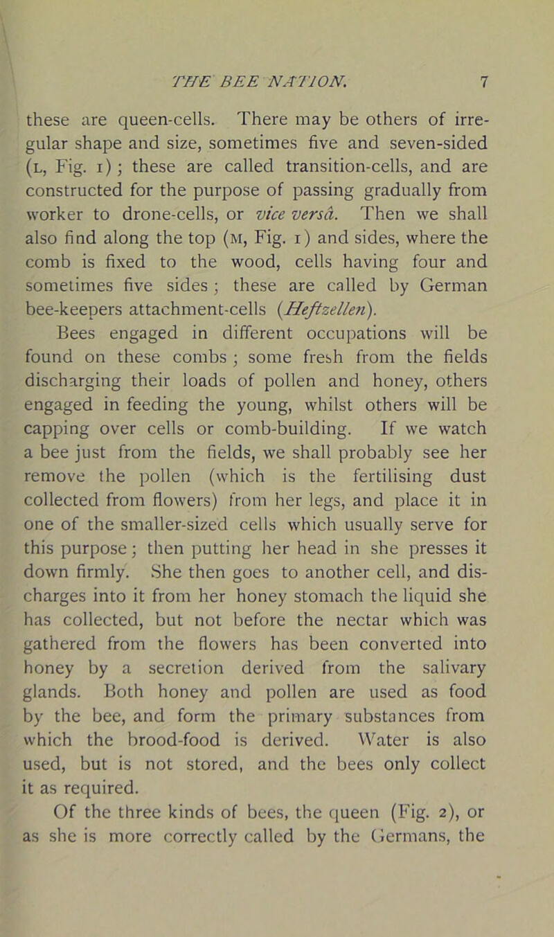 these are queen-cells. There may be others of irre- gular shape and size, sometimes five and seven-sided (l, Fig. i); these are called transition-cells, and are constructed for the purpose of passing gradually from worker to drone-cells, or vice versa. Then we shall also find along the top (m, Fig. r) and sides, where the comb is fixed to the wood, cells having four and sometimes five sides ; these are called by German bee-keepers attachment-cells (Heftzellen). Bees engaged in different occupations will be found on these combs ; some fresh from the fields discharging their loads of pollen and honey, others engaged in feeding the young, whilst others will be capping over cells or comb-building. If we watch a bee just from the fields, we shall probably see her remove the pollen (which is the fertilising dust collected from flowers) from her legs, and place it in one of the smaller-sized cells which usually serve for this purpose; then putting her head in she presses it down firmly. She then goes to another cell, and dis- charges into it from her honey stomach the liquid she has collected, but not before the nectar which was gathered from the flowers has been converted into honey by a secretion derived from the salivary glands. Both honey and pollen are used as food by the bee, and form the primary substances from which the brood-food is derived. Water is also used, but is not stored, and the bees only collect it as required. Of the three kinds of bees, the queen (Fig. 2), or as she is more correctly called by the Germans, the