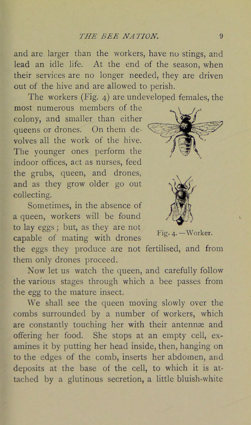 and are larger than the workers, have no stings, and lead an idle life. At the end of the season, when their services are no longer needed, they are driven out of the hive and are allowed to perish. The workers (Fig. 4) are undeveloped females, the most numerous members of the colony, and smaller than either queens or drones. On them de- volves all the work of the hive. The younger ones perform the indoor offices, act as nurses, feed the grubs, queen, and drones, and as they grow older go out collecting. Sometimes, in the absence of a queen, workers will be found to lay eggs; but, as they are not capable of mating with drones the eggs they produce are not fertilised, and from them only drones proceed. Now let us watch the queen, and carefully follow the various stages through which a bee passes from the egg to the mature insect. We shall see the queen moving slowly over the combs surrounded by a number of workers, which are constantly touching her with their antennae and offering her food. She stops at an empty cell, ex- amines it by putting her head inside, then, hanging on to the edges of the comb, inserts her abdomen, and deposits at the base of the cell, to which it is at- tached by a glutinous secretion, a little bluish-white