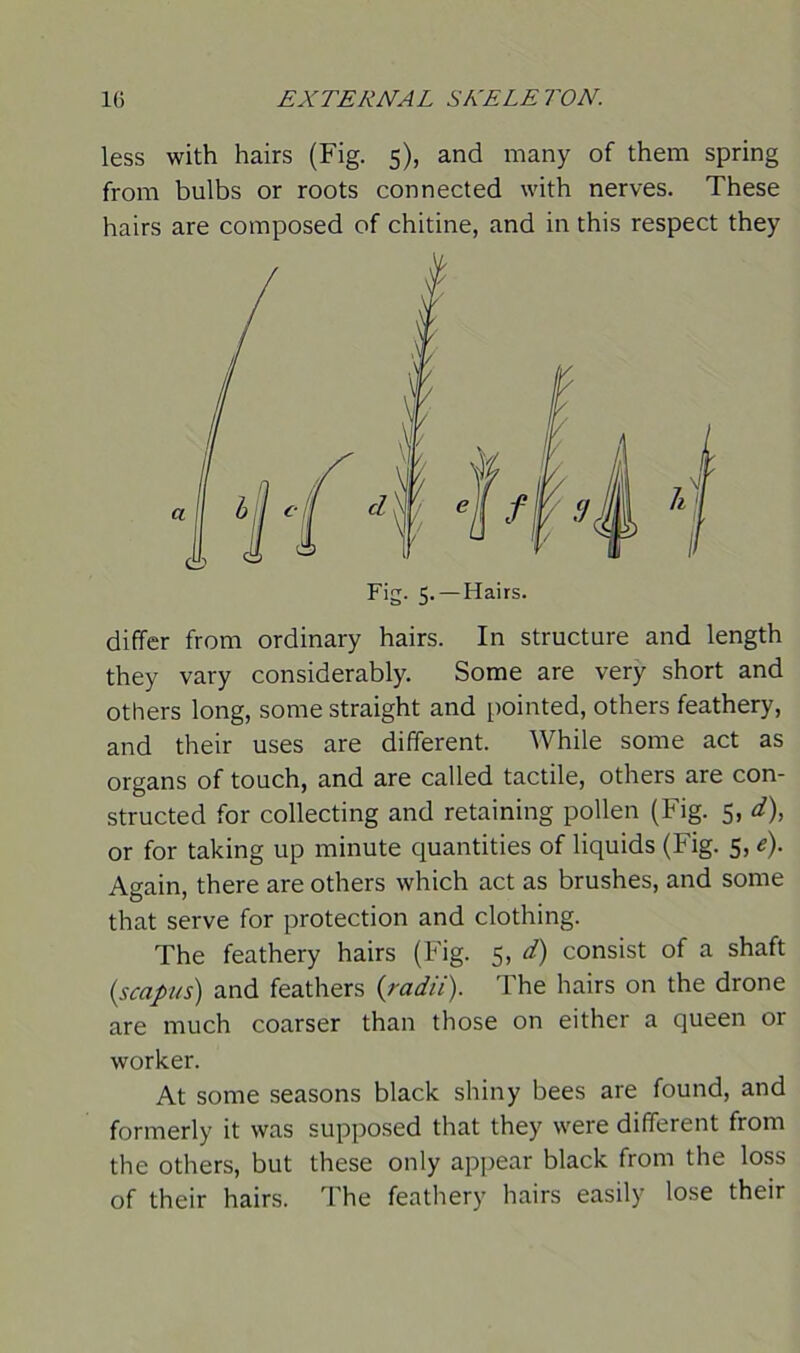 less with hairs (Fig. 5), and many of them spring from bulbs or roots connected with nerves. These hairs are composed of chitine, and in this respect they Fig. 5. —Hairs. differ from ordinary hairs. In structure and length they vary considerably. Some are very short and others long, some straight and pointed, others feathery, and their uses are different. While some act as organs of touch, and are called tactile, others are con- structed for collecting and retaining pollen (Fig. 5, d), or for taking up minute quantities of liquids (Fig. 5, e). Again, there are others which act as brushes, and some that serve for protection and clothing. The feathery hairs (Fig. 5, d) consist of a shaft (.scapus) and feathers {radii). The hairs on the drone are much coarser than those on either a queen or worker. At some seasons black shiny bees are found, and formerly it was supposed that they were different from the others, but these only appear black from the loss of their hairs. The feathery hairs easily lose their