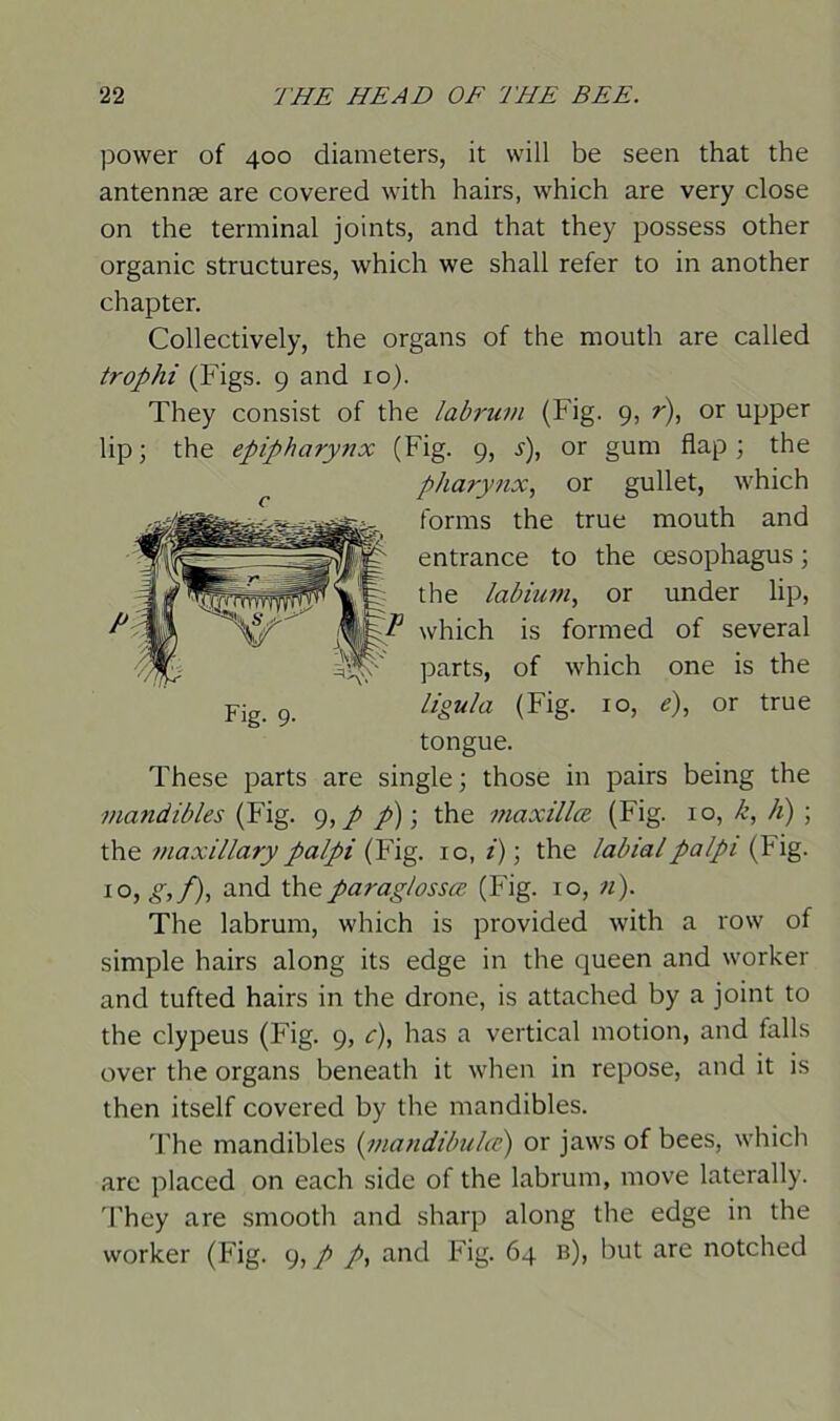 power of 400 diameters, it will be seen that the antennae are covered with hairs, which are very close on the terminal joints, and that they possess other organic structures, which we shall refer to in another chapter. Collectively, the organs of the mouth are called trophi (Figs. 9 and 10). They consist of the labruvi (Fig. 9, r), or upper lip; the epipharynx (Fig. 9, .y), or gum flap; the pharynx, or gullet, which forms the true mouth and entrance to the oesophagus; the labium, or under lip, which is formed of several parts, of which one is the ligu/a (Fig. 10, e), or true tongue. These parts are single; those in pairs being the mandibles (Fig. 9, p p); the maxilla (Fig. 10, k, h) ; the maxillary palpi (Fig. 10, i); the labial palpi (Fig. i°, g,f), and the paraglossce (Fig. 10, n). The labrum, which is provided with a row of simple hairs along its edge in the queen and worker and tufted hairs in the drone, is attached by a joint to the clypeus (Fig. 9, e), has a vertical motion, and falls over the organs beneath it when in repose, and it is then itself covered by the mandibles. The mandibles (mandibulce) or jaws of bees, which are placed on each side of the labrum, move laterally. They are smooth and sharp along the edge in the worker (Fig. 9, p p, and Fig. 64 b), but are notched