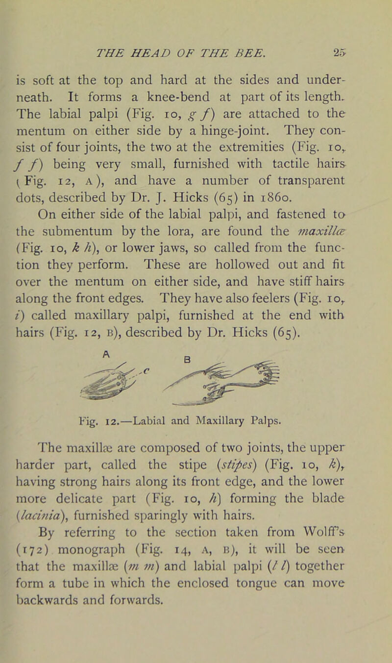 is soft at the top and hard at the sides and under- neath. It forms a knee-bend at part of its length. The labial palpi (Fig. io, g f) are attached to the mentum on either side by a hinge-joint. They con- sist of four joints, the two at the extremities (Fig. io,. / /) being very small, furnished with tactile hairs {Fig. 12, a), and have a number of transparent dots, described by Dr. J. Hicks (65) in i860. On either side of the labial palpi, and fastened to the submentum by the lora, are found the maxillar (Fig. 10, k h), or lower jaws, so called from the func- tion they perform. These are hollowed out and fit over the mentum on either side, and have stiff hairs along the front edges. They have also feelers (Fig. ior i) called maxillary palpi, furnished at the end with hairs (Fig. 12, b), described by Dr. Hicks (65). A ,0 Fig. 12.—Labial and Maxillary Palps. The maxilla; are composed of two joints, the upper harder part, called the stipe (stipes) (Fig. 10, k), having strong hairs along its front edge, and the lower more delicate part (Fig. 10, //) forming the blade (lacinia), furnished sparingly with hairs. By referring to the section taken from Wolff’s (172) monograph (Fig. 14, a, b), it will be seen- that the maxillae (m m) and labial palpi (/ /) together form a tube in which the enclosed tongue can move backwards and forwards.