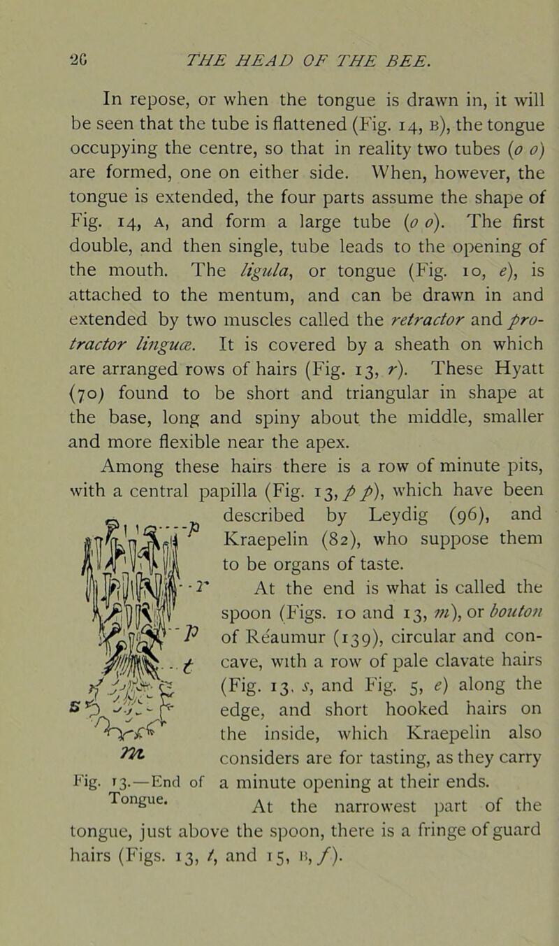 In repose, or when the tongue is drawn in, it will be seen that the tube is flattened (Fig. 14, b), the tongue occupying the centre, so that in reality two tubes (0 0) are formed, one on either side. When, however, the tongue is extended, the four parts assume the shape of Fig. 14, a, and form a large tube (0 0). The first double, and then single, tube leads to the opening of the mouth. The ligula, or tongue (Fig. 10, e), is attached to the mentum, and can be drawn in and extended by two muscles called the retractor and pro- tractor linguce. It is covered by a sheath on which are arranged rows of hairs (Fig. 13, r). These Hyatt (70) found to be short and triangular in shape at the base, long and spiny about the middle, smaller and more flexible near the apex. Among these hairs there is a row of minute pits, with a central papilla (Fig. 13,/ /), which have been described by Leydig (96), and Kraepelin (82), who suppose them to be organs of taste. At the end is what is called the spoon (Figs. 10 and 13, m), ox bouton of Reaumur (139), circular and con- cave, with a row of pale clavate hairs (Fig. 13, s, and Fig. 5, e) along the edge, and short hooked hairs on the inside, which Kraepelin also considers are for tasting, as they carry a minute opening at their ends. At the narrowest part of the tongue, just above the spoon, there is a fringe of guard Hairs (Figs. 13, t, and 15, B,/■). Fig. 13.—End of Tongue.