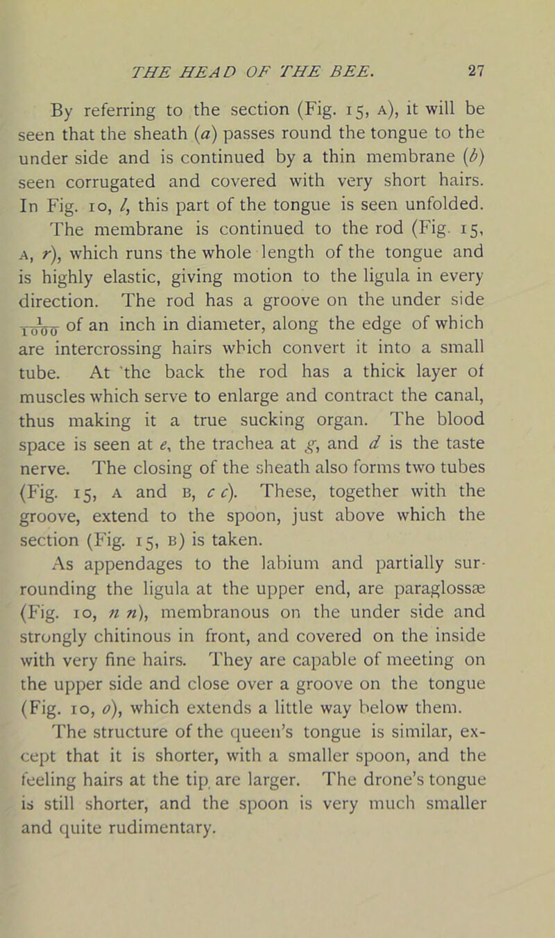By referring to the section (Fig. 15, a), it will be seen that the sheath (a) passes round the tongue to the under side and is continued by a thin membrane (b) seen corrugated and covered with very short hairs. In Fig. 10, /, this part of the tongue is seen unfolded. The membrane is continued to the rod (Fig. 15, a, r), which runs the whole length of the tongue and is highly elastic, giving motion to the ligula in every direction. The rod has a groove on the under side Tinnj °f an inch *n diameter, along the edge of which are intercrossing hairs which convert it into a small tube. At the back the rod has a thick layer of muscles which serve to enlarge and contract the canal, thus making it a true sucking organ. The blood space is seen at e, the trachea at g, and d is the taste nerve. The closing of the sheath also forms two tubes (Fig. 15, a and b, c c). These, together with the groove, extend to the spoon, just above which the section (Fig. 15, b) is taken. As appendages to the labium and partially sur- rounding the ligula at the upper end, are paraglosste (Fig. 10, n n), membranous on the under side and strongly chitinous in front, and covered on the inside with very fine hairs. They are capable of meeting on the upper side and close over a groove on the tongue (Fig. 10, 0), which extends a little way below them. The structure of the queen’s tongue is similar, ex- cept that it is shorter, with a smaller spoon, and the feeling hairs at the tip are larger. The drone’s tongue is still shorter, and the spoon is very much smaller and quite rudimentary.
