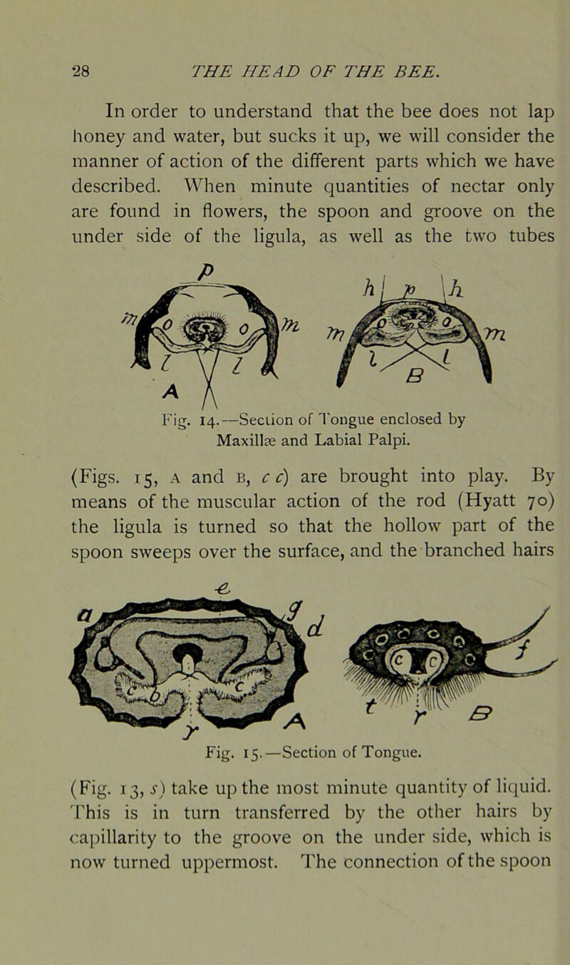 In order to understand that the bee does not lap honey and water, but sucks it up, we will consider the manner of action of the different parts which we have described. When minute quantities of nectar only are found in flowers, the spoon and groove on the under side of the ligula, as well as the two tubes Fig. 14.—Section of Tongue enclosed by Maxillae and Labial Palpi. (Figs. 15, a and b, c c) are brought into play. By means of the muscular action of the rod (Hyatt 70) the ligula is turned so that the hollow part of the spoon sweeps over the surface, and the branched hairs -6 Fig. 15.—Section of Tongue. (Fig. 13, s) take up the most minute quantity of liquid. This is in turn transferred by the other hairs by capillarity to the groove on the under side, which is now turned uppermost. The connection of the spoon