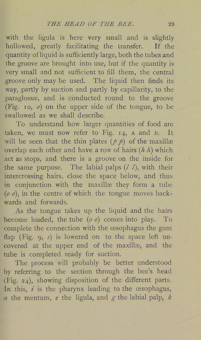 with the ligula is here very small and is slightly hollowed, greatly facilitating the transfer. If the quantity of liquid is sufficiently large, both the tubes and the groove are brought into use, but if the quantity is very small and not sufficient to fill them, the central groove only may be used. The liquid then finds its way, partly by suction and partly by capillarity, to the paraglossae, and is conducted round to the groove (Fig. io, o) on the upper side of the tongue, to be swallowed as we shall describe. To understand how larger quantities of food are taken, we must now refer to Fig. 14, a and b. It will be seen that the thin plates (p p) of the maxillae overlap each other and have a row of hairs [h 11) which act as stops, and there is a groove on the inside for the same purpose. The labial palps (/ /), with their intercrossing hairs, close the space below, and thus in conjunction with the maxillae they form a tube (0 0), in the centre of which the tongue moves back- wards and forwards. As the tongue takes up the liquid and the hairs become loaded, the tube (0 0) comes into play. To complete the connection with the oesophagus the gum flap (Fig. 9, s) is lowered on to the space left un- covered at the upper end of the maxillae, and the tube is completed ready for suction. The process will probably be better understood by referring to the section through the bee’s head (Fig. 24), showing disposition of the different parts. In this, i is the pharynx leading to the oesophagus, a the mentum, e the ligula, and g the labial palp, k