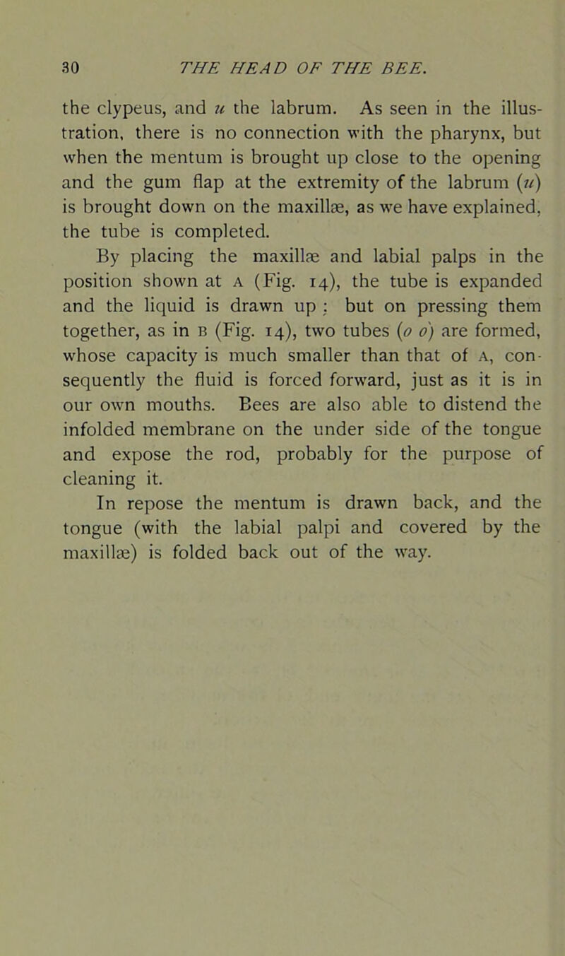 the clypeus, and u the labrurn. As seen in the illus- tration, there is no connection with the pharynx, but when the mentum is brought up close to the opening and the gum flap at the extremity of the labrurn (u) is brought down on the maxillae, as we have explained, the tube is completed. By placing the maxillae and labial palps in the position shown at a (Fig. 14), the tube is expanded and the liquid is drawn up : but on pressing them together, as in b (Fig. 14), two tubes (o 0) are formed, whose capacity is much smaller than that of A, con sequently the fluid is forced forward, just as it is in our own mouths. Bees are also able to distend the infolded membrane on the under side of the tongue and expose the rod, probably for the purpose of cleaning it. In repose the mentum is drawn back, and the tongue (with the labial palpi and covered by the maxillae) is folded back out of the way.