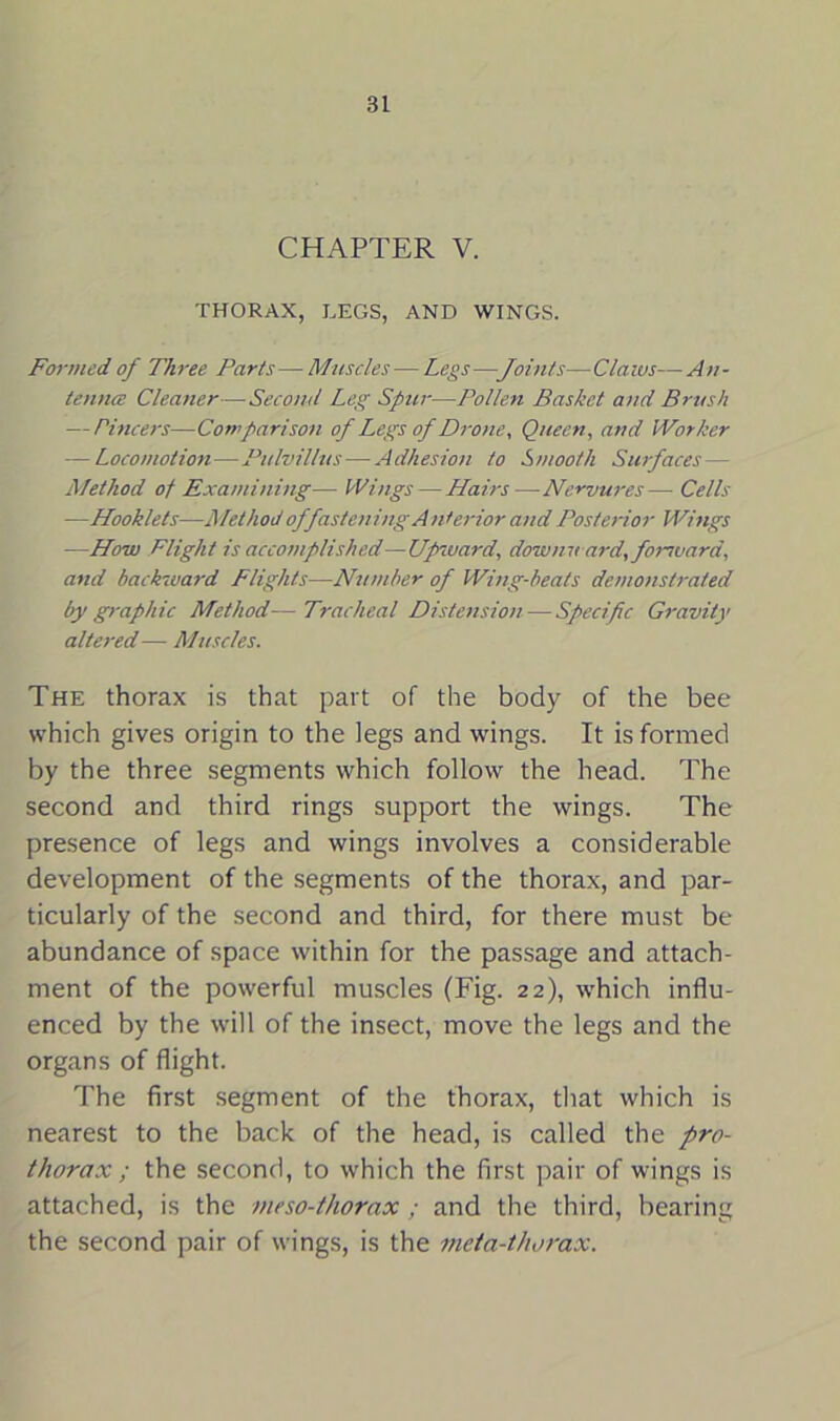 CHAPTER V. THORAX, LEGS, AND WINGS. Formed of Three Parts—Muscles—Legs—Joints—Claws—An- tennce Cleaner—Second Leg Spur—Pollen Basket and Brush — Tincers—Comparison of Legs of Drone, Queen, and Worker — Locomotion—Pulvillus—Adhesion to Smooth Surfaces— Method of Examining— Wings — Hairs—Nervures— Cells —Hooklets—Method of fastening A n/erior and Posterior Wings —How Flight is accomplished—Upward, dowmtard, forward, and backward Flights—Number of Wing-beats demonstrated by graphic Method—Tracheal Distension—Specific Gravity altered — Muscles. The thorax is that part of the body of the bee which gives origin to the legs and wings. It is formed by the three segments which follow the head. The second and third rings support the wings. The presence of legs and wings involves a considerable development of the segments of the thorax, and par- ticularly of the second and third, for there must be abundance of space within for the passage and attach- ment of the powerful muscles (Fig. 22), which influ- enced by the will of the insect, move the legs and the organs of flight. The first segment of the thorax, that which is nearest to the back of the head, is called the pro- thorax ; the second, to which the first pair of wings is attached, is the meso-thorax ; and the third, bearing the second pair of wings, is the meta-thorax.