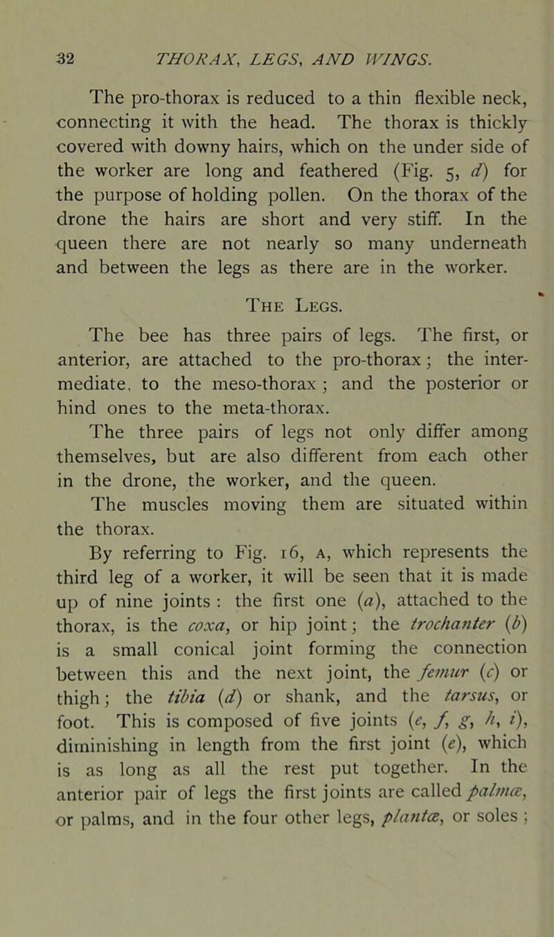 The pro-thorax is reduced to a thin flexible neck, connecting it with the head. The thorax is thickly covered with downy hairs, which on the under side of the worker are long and feathered (Fig. 5, d) for the purpose of holding pollen. On the thorax of the drone the hairs are short and very stiff. In the queen there are not nearly so many underneath and between the legs as there are in the worker. The Legs. The bee has three pairs of legs. The first, or anterior, are attached to the pro-thorax; the inter- mediate, to the meso-thorax; and the posterior or hind ones to the meta-thorax. The three pairs of legs not only differ among themselves, but are also different from each other in the drone, the worker, and the queen. The muscles moving them are situated within the thorax. By referring to Fig. 16, a, which represents the third leg of a worker, it will be seen that it is made up of nine joints : the first one (a), attached to the thorax, is the coxa, or hip joint; the trochanter (b) is a small conical joint forming the connection between this and the next joint, the femur (c) or thigh; the tibia (d) or shank, and the tarsus, or foot. This is composed of five joints (e, f g, h, i), diminishing in length from the first joint (e), which is as long as all the rest put together. In the anterior pair of legs the first joints are called palmce, or palms, and in the four other legs, planta, or soles ;