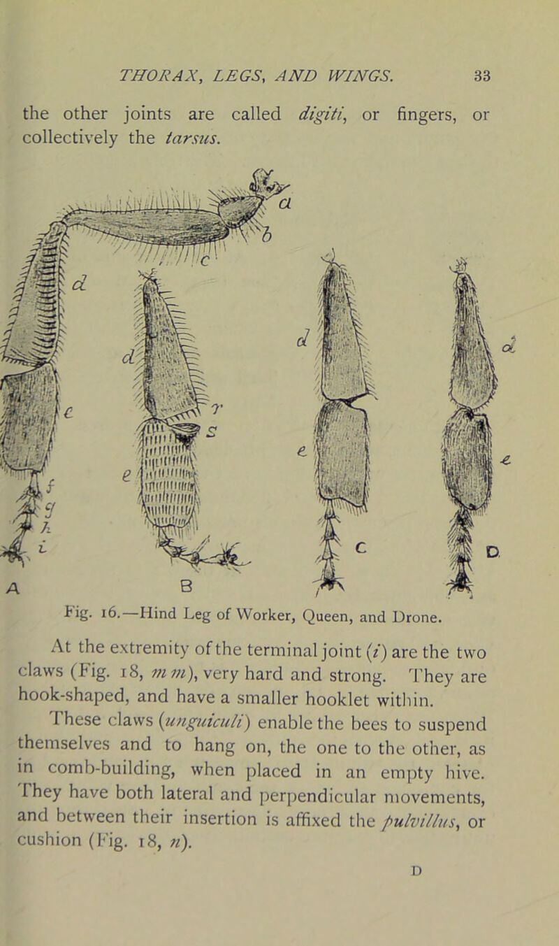 the other joints are called digiti, or fingers, or collectively the tarsus. Fig. 16.—Hind Leg of Worker, Queen, and Drone. At the extremity of the terminal joint (i) are the two claws (kig. 18, m m), very hard and strong. They are hook-shaped, and have a smaller hooklet within. I hese claws (unguicuh) enable the bees to suspend themselves and to hang on, the one to the other, as in comb-building, when placed in an empty hive. I hey have both lateral and perpendicular movements, and between their insertion is affixed the fwlvillus, or cushion (Fig. 18, n). D