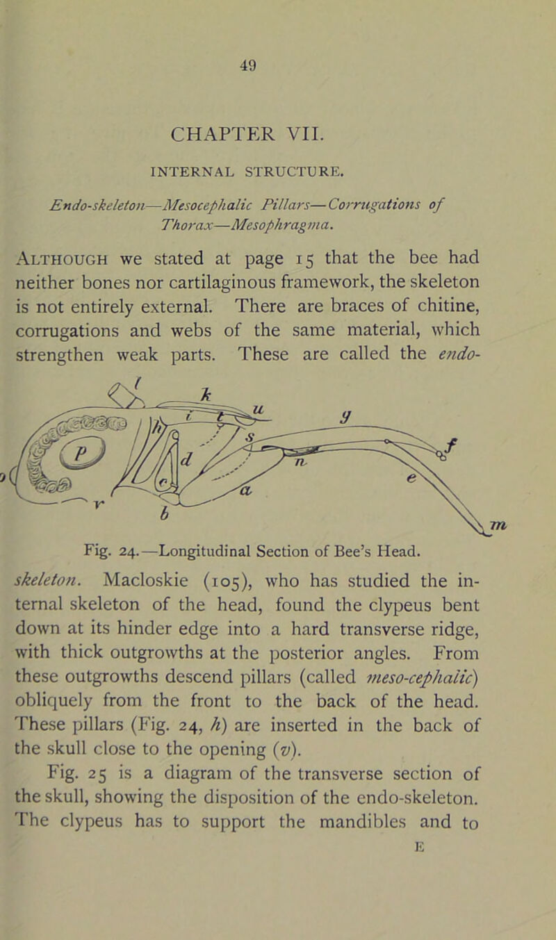 CHAPTER VII. INTERNAL STRUCTURE. Endo-skeleton—Mesocephalic Pillars—Corrugations of Thorax—Mesophragma. Although we stated at page 15 that the bee had neither bones nor cartilaginous framework, the skeleton is not entirely external. There are braces of chitine, corrugations and webs of the same material, which strengthen weak parts. These are called the endo- skeleton. Macloskie (105), who has studied the in- ternal skeleton of the head, found the clypeus bent down at its hinder edge into a hard transverse ridge, with thick outgrowths at the posterior angles. From these outgrowths descend pillars (called meso-cephaiic) obliquely from the front to the back of the head. These pillars (Fig. 24, h) are inserted in the back of the skull close to the opening (v). Fig. 25 is a diagram of the transverse section of the skull, showing the disposition of the endo-skeleton. The clypeus has to support the mandibles and to E