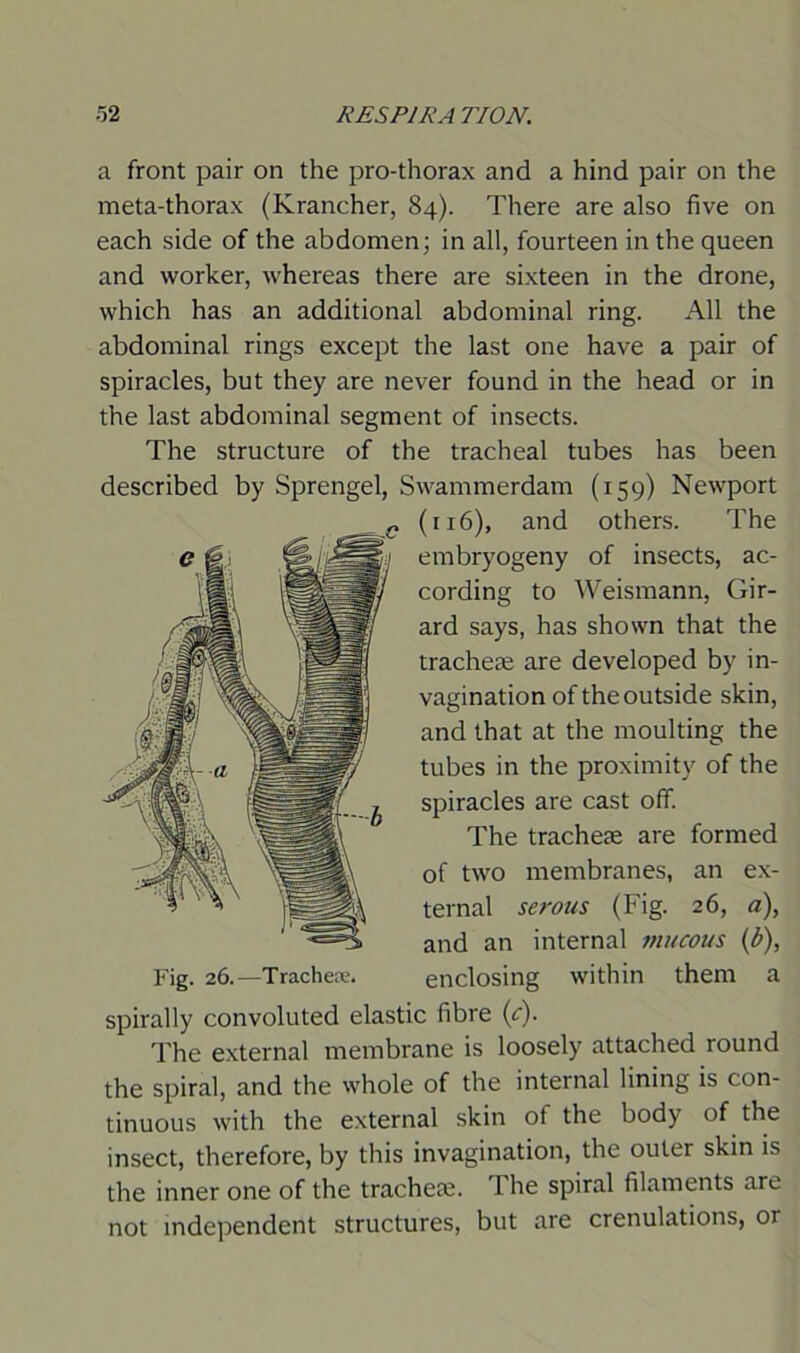 a front pair on the pro-thorax and a hind pair on the meta-thorax (Krancher, 84). There are also five on each side of the abdomen; in all, fourteen in the queen and worker, whereas there are sixteen in the drone, which has an additional abdominal ring. All the abdominal rings except the last one have a pair of spiracles, but they are never found in the head or in the last abdominal segment of insects. The structure of the tracheal tubes has been described by Sprengel, Swammerdam (159) Newport spirally convoluted elastic fibre (c). The external membrane is loosely attached round the spiral, and the whole of the internal lining is con- tinuous with the external skin of the body of the insect, therefore, by this invagination, the outer skin is the inner one of the trachete. The spiral filaments are not independent structures, but are crenulations, or c (1x6), and others. The ':j embryogeny of insects, ac- ' cording to Weismann, Gir- ard says, has shown that the tracheae are developed by in- vagination of the outside skin, and that at the moulting the tubes in the proximity of the spiracles are cast off. Fig. 26.—Trachea?. The tracheae are formed of two membranes, an ex- ternal serous (Fig. 26, a), and an internal mucous (b), enclosing within them a