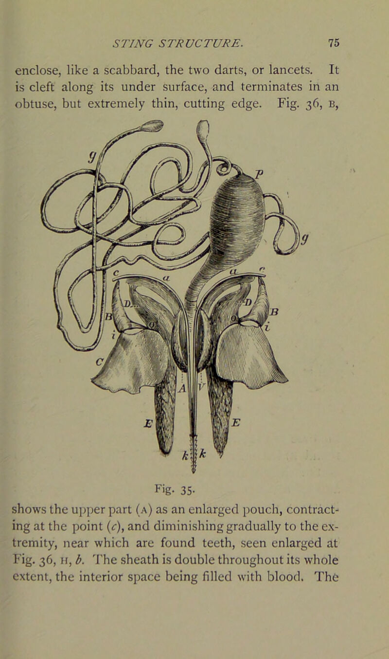 enclose, like a scabbard, the two darts, or lancets. It is cleft along its under surface, and terminates in an obtuse, but extremely thin, cutting edge. Fig. 36, b, Fig- 35- shows the upper part (a) as an enlarged pouch, contract- ing at the point (c), and diminishing gradually to the ex- tremity, near which are found teeth, seen enlarged at Fig. 36, h, b. The sheath is double throughout its whole extent, the interior space being filled with blood. The